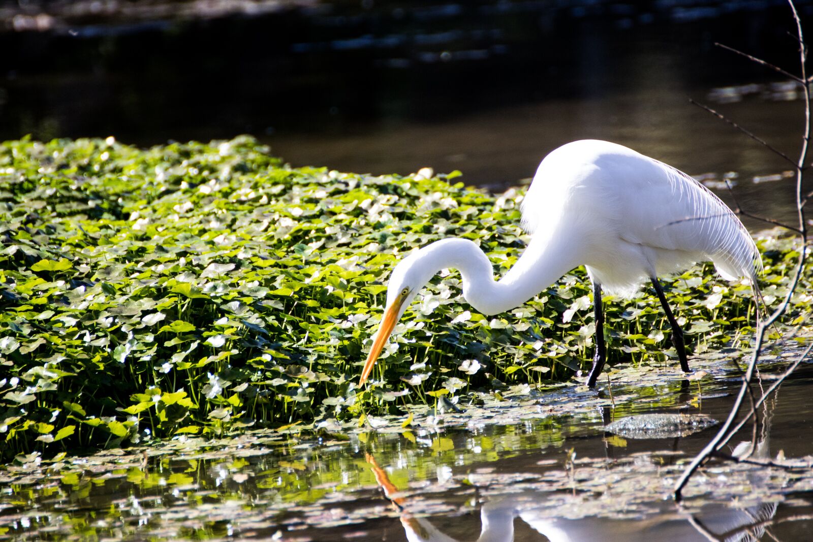 Canon EOS 200D (EOS Rebel SL2 / EOS Kiss X9) sample photo. Heron, bird, waterfowl photography