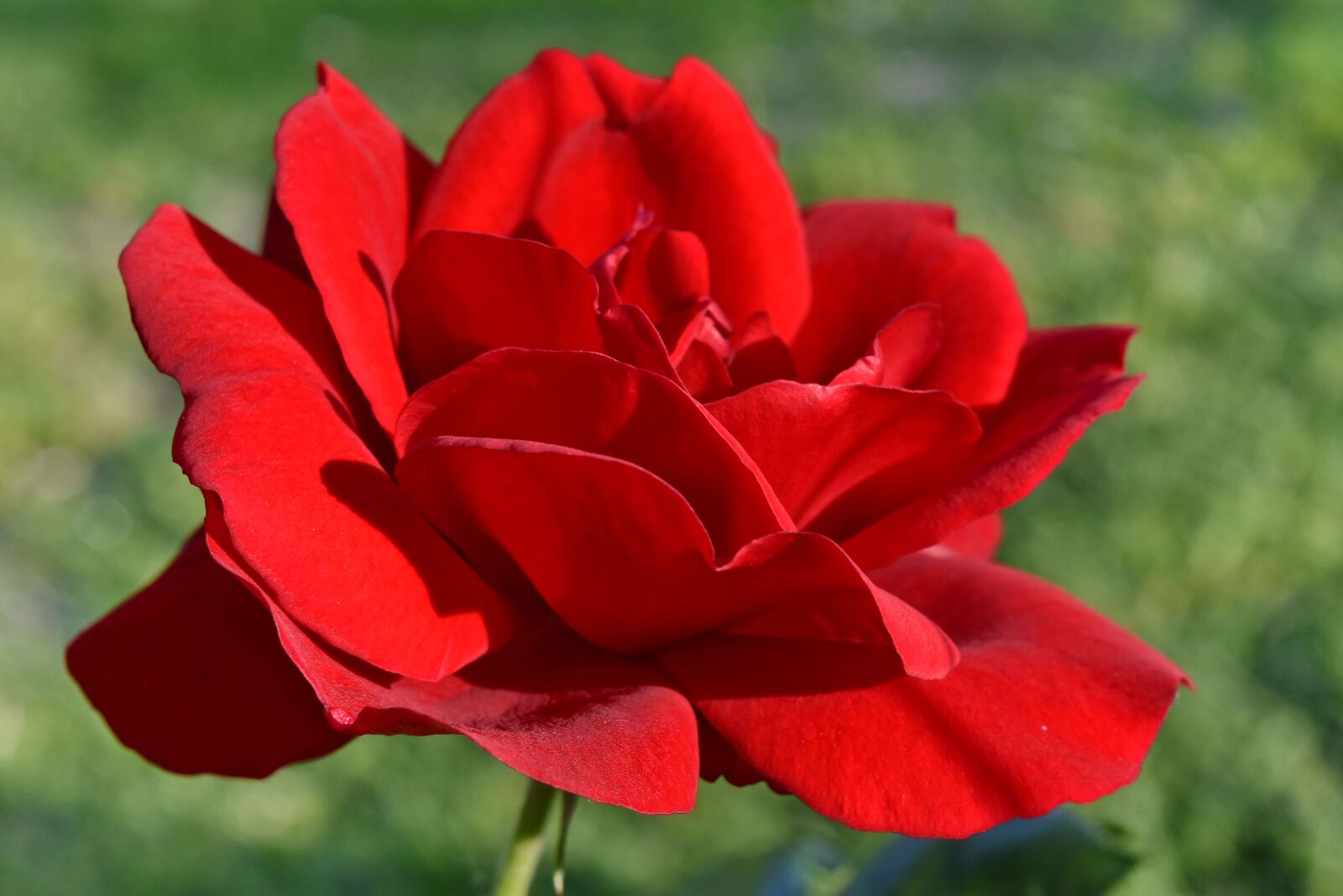Nikon D5500 sample photo. Horticulture, roses, rose, plant photography