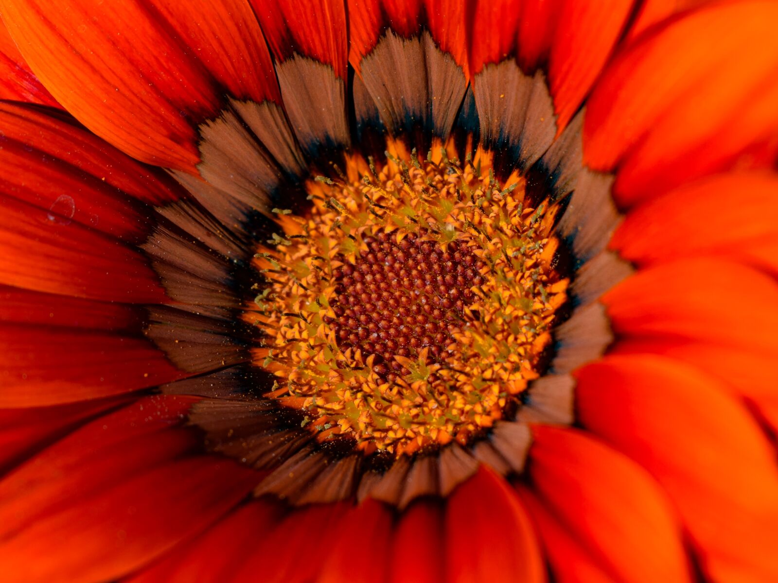 Nikon D3300 sample photo. Gazania, flower, flora photography