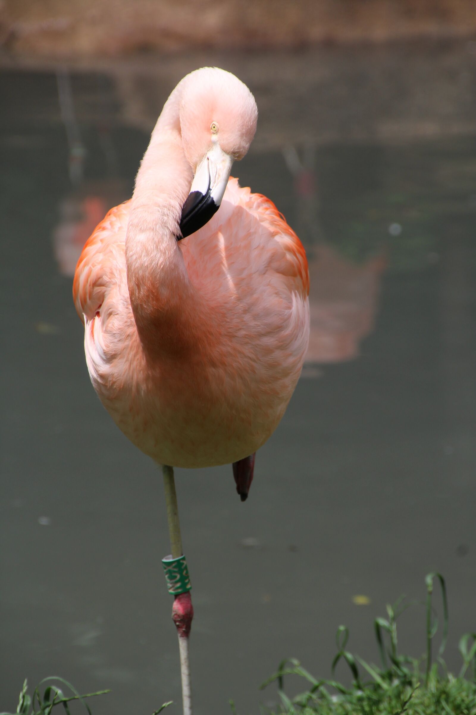 Canon EOS 1200D (EOS Rebel T5 / EOS Kiss X70 / EOS Hi) sample photo. Flamingo, pink, pink flamingo photography