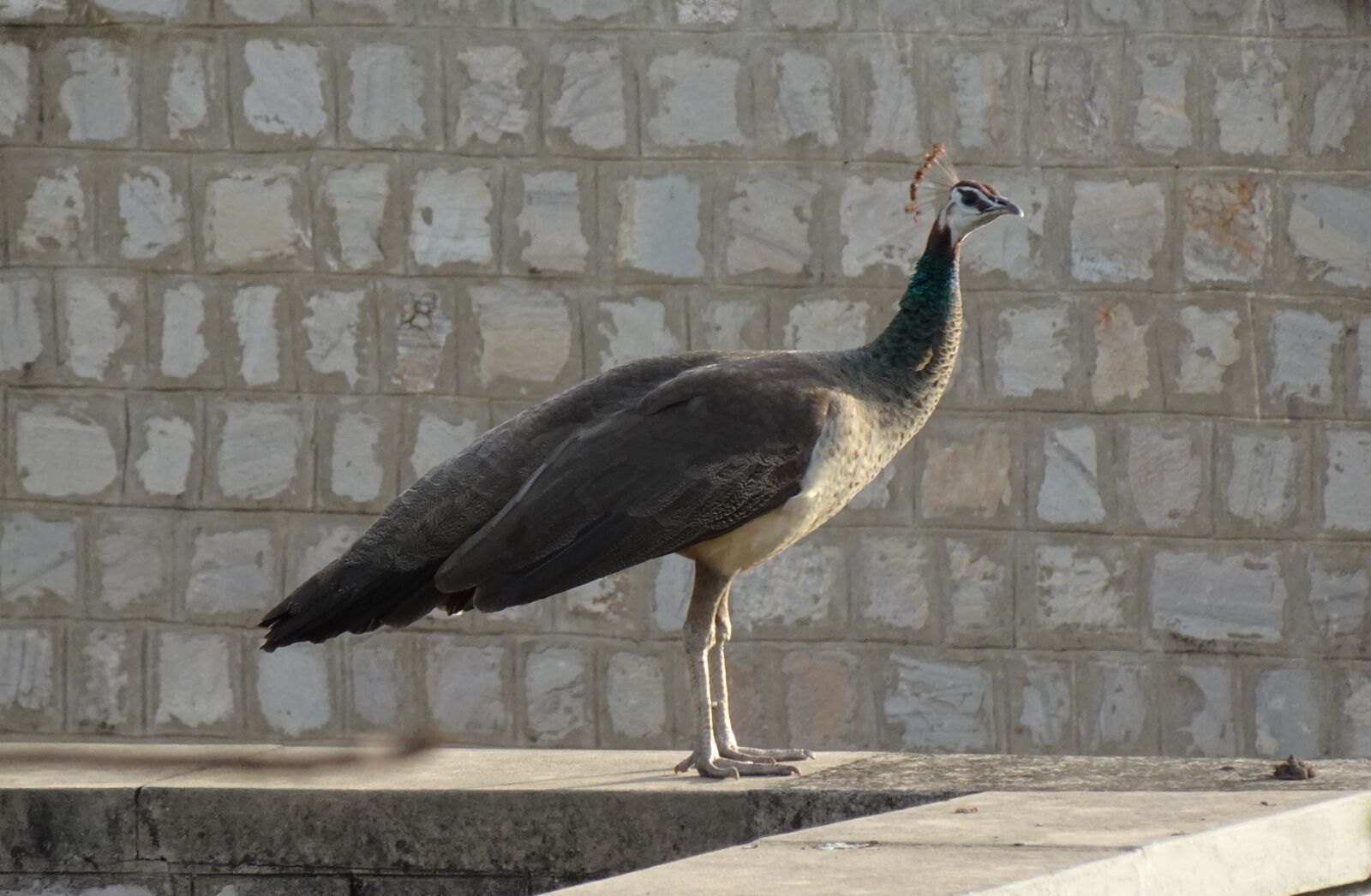 Sony DSC-WX800 sample photo. Bird, peahen, peafowl photography