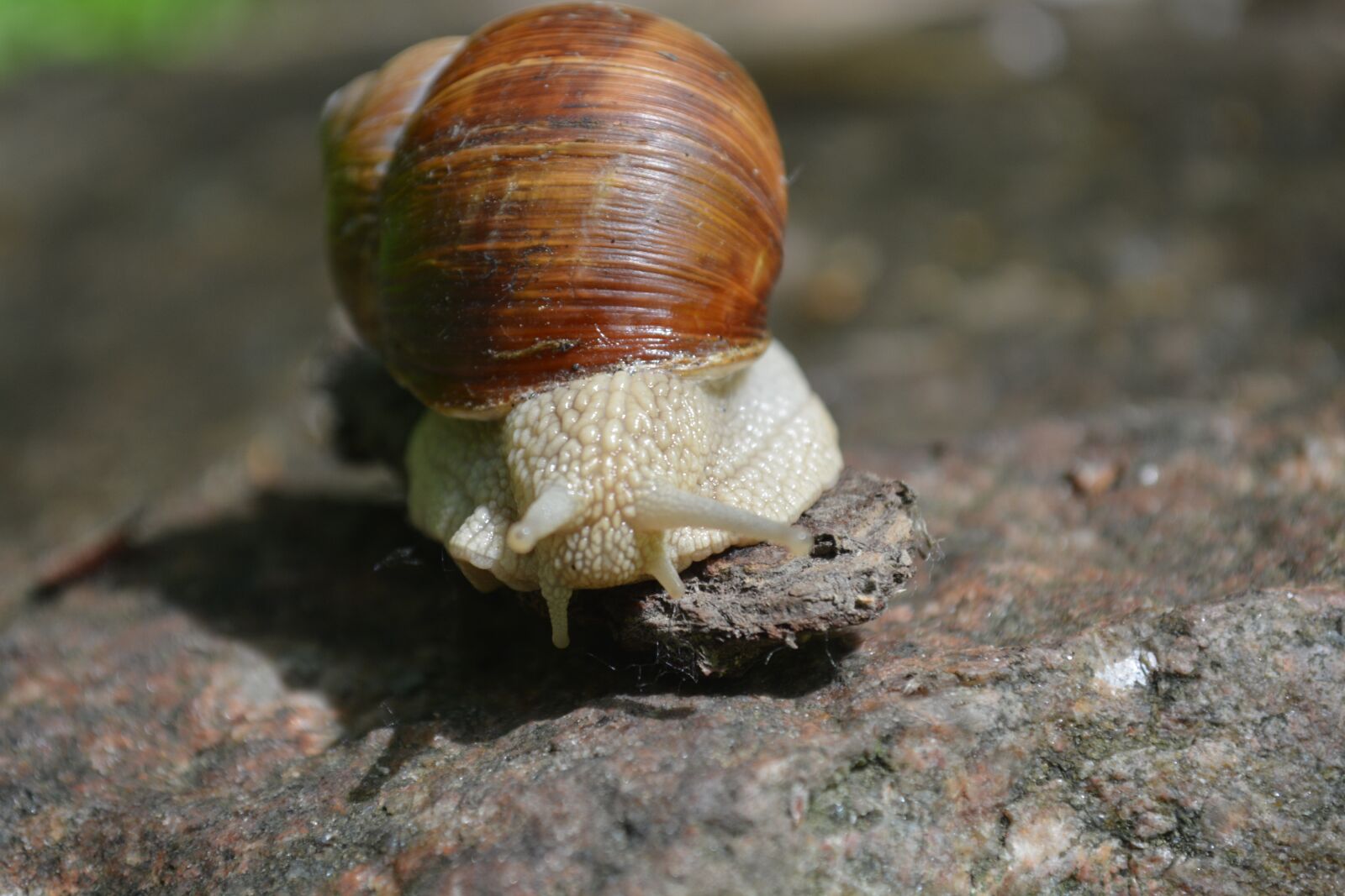 Nikon D5200 sample photo. Evertebrat, slowly, snail photography