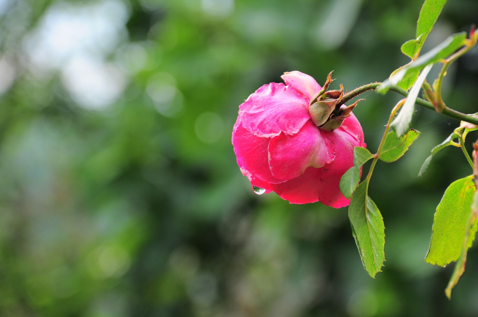 Nikon D90 sample photo. Rose, rose pictures, roses photography