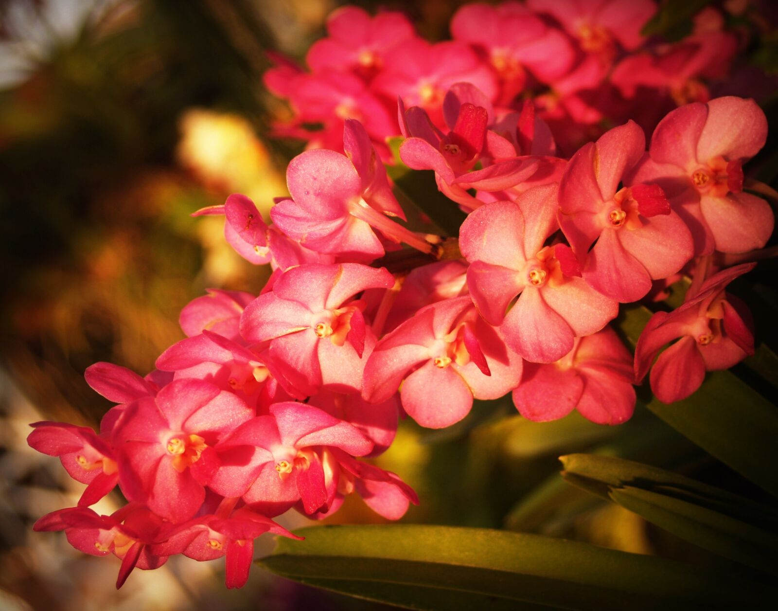 Olympus E-300 (EVOLT E-300) sample photo. Flower, orchid, tropical photography