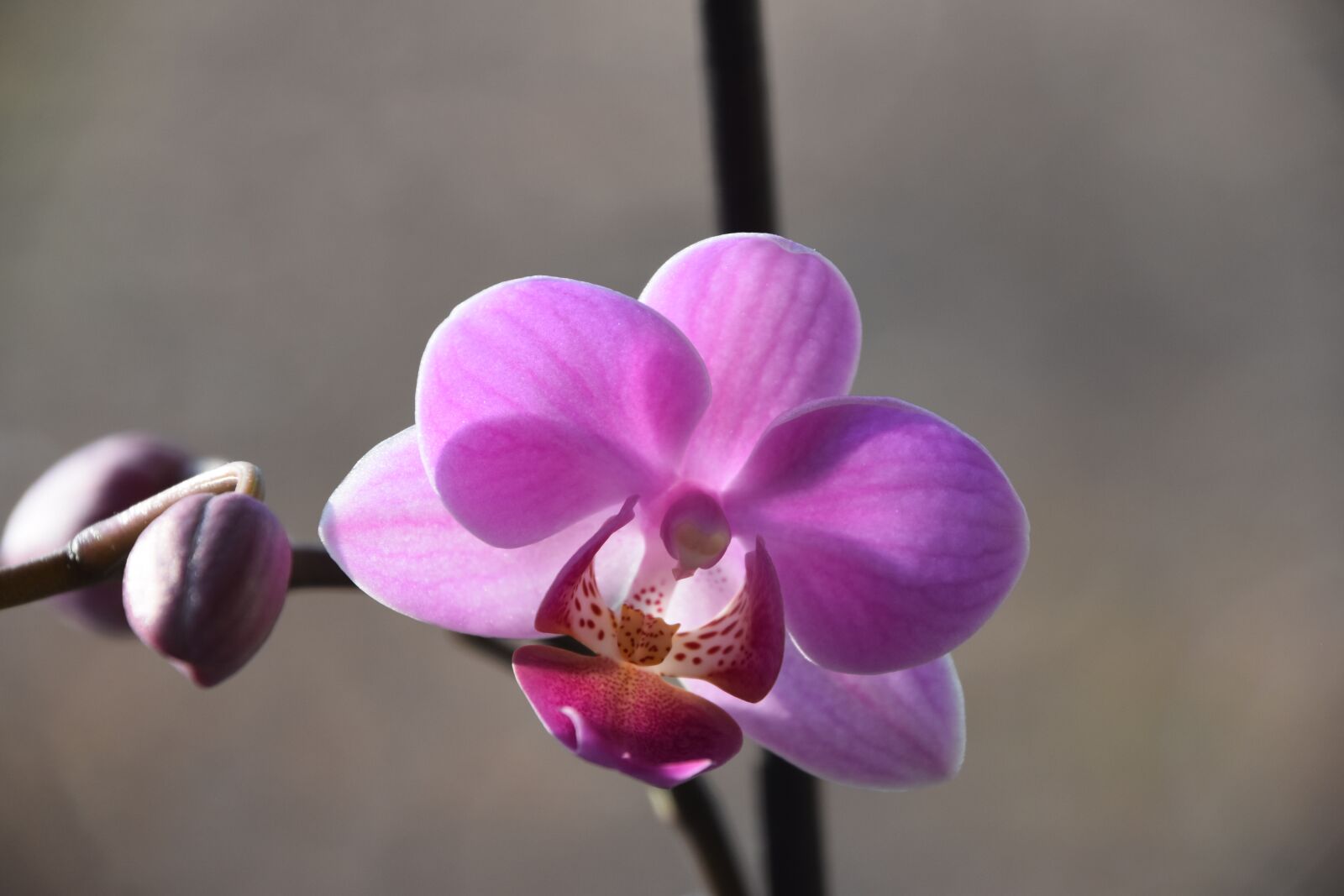 Nikon D5600 sample photo. Flower, plant, nature photography