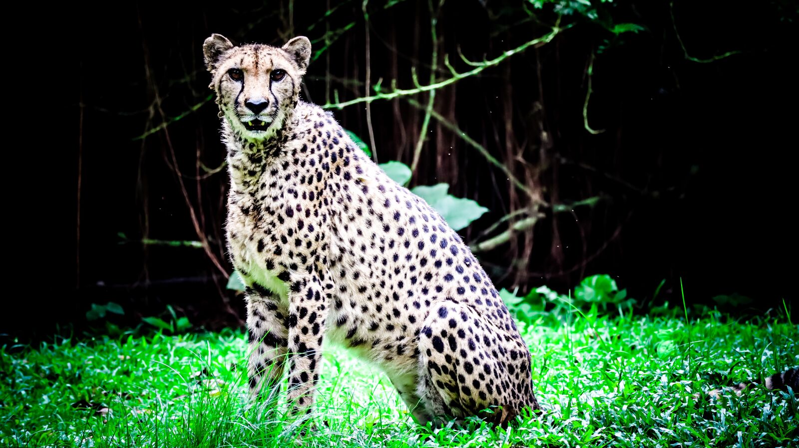 Canon EOS M50 (EOS Kiss M) sample photo. Animal, safari, wildlife photography