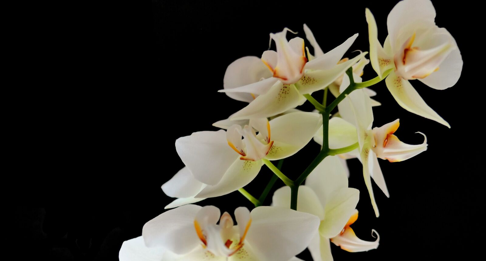 Panasonic Lumix DMC-LX10 (Lumix DMC-LX15) sample photo. Orchid, flowers, nature photography
