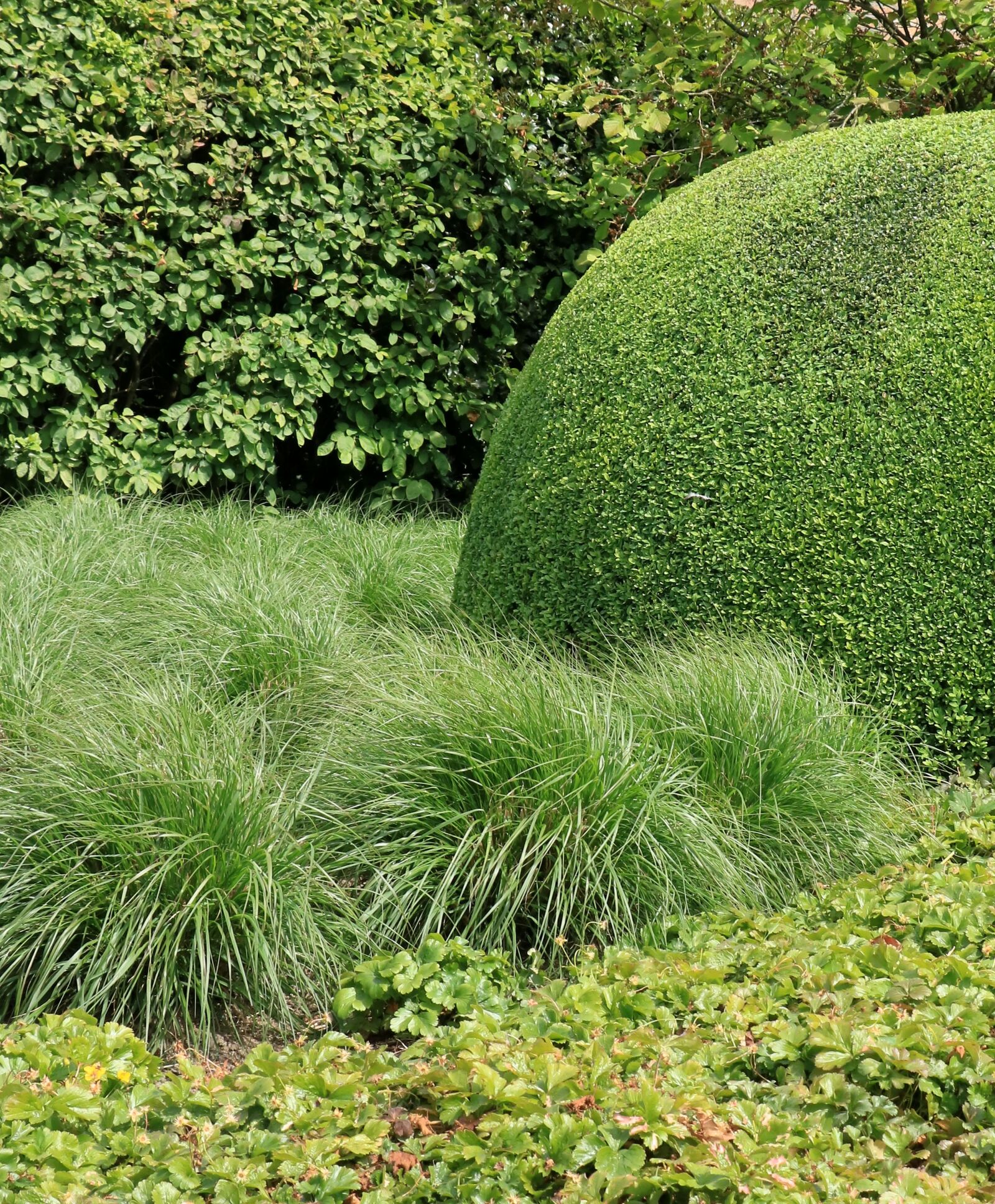 Canon EOS 750D (EOS Rebel T6i / EOS Kiss X8i) sample photo. Hague, green, vegetable photography