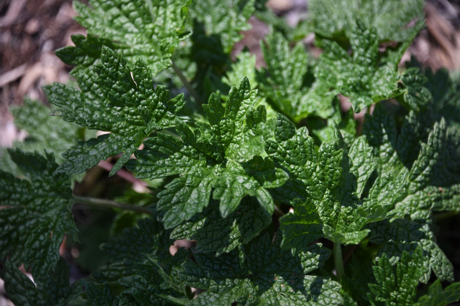 Nikon D850 sample photo. Plant, leaf, green photography