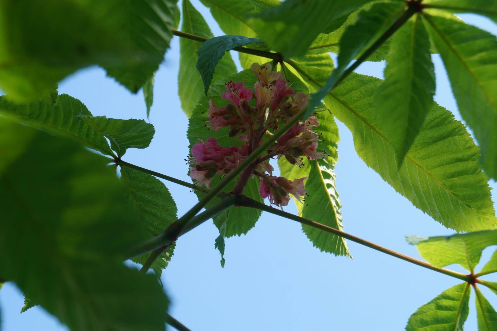 Sony SLT-A58 sample photo. Chestnut blossom, nature, leaves photography
