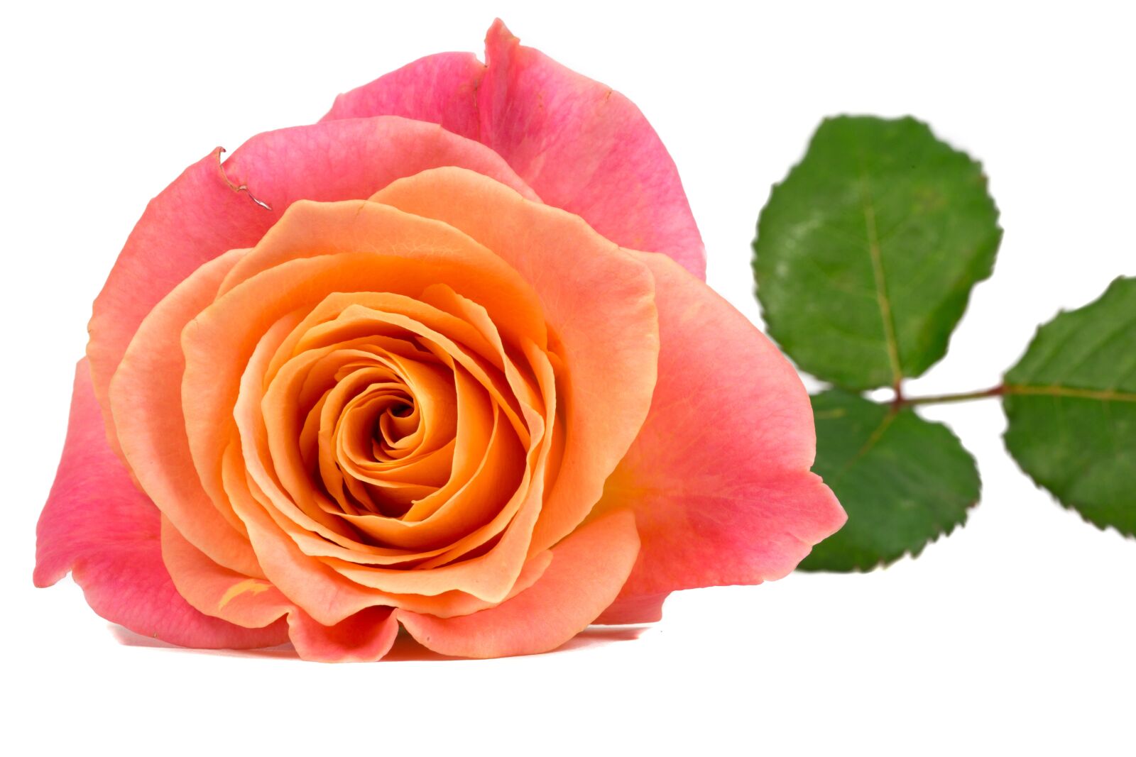 Canon EOS 6D sample photo. Flower, rose, orange photography