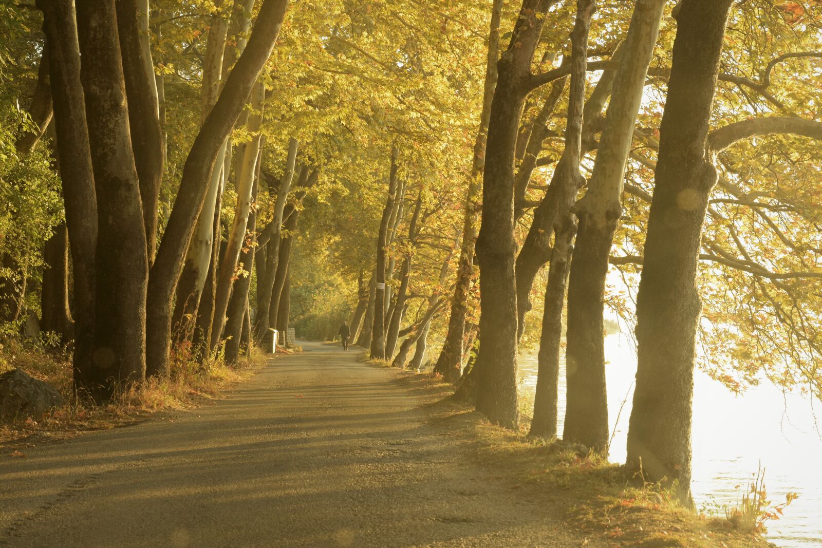 Nikon D7200 sample photo. Fall, autumn, romantic road photography