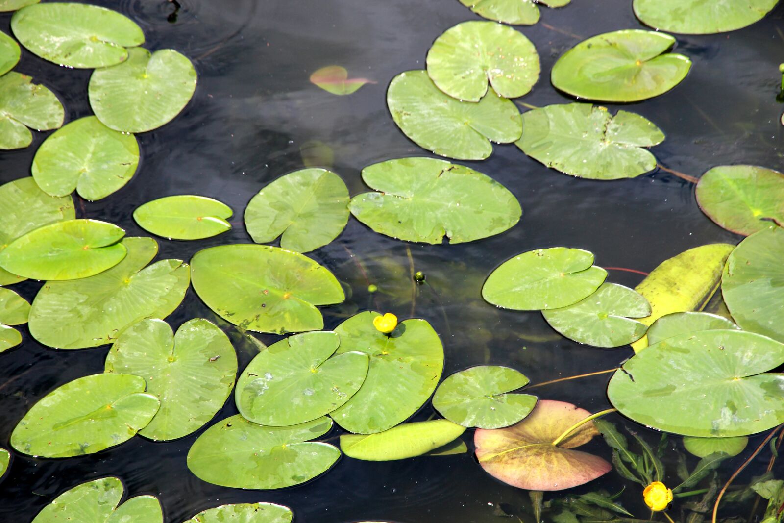 Canon EOS 650D (EOS Rebel T4i / EOS Kiss X6i) sample photo. Water lily, yellow water photography