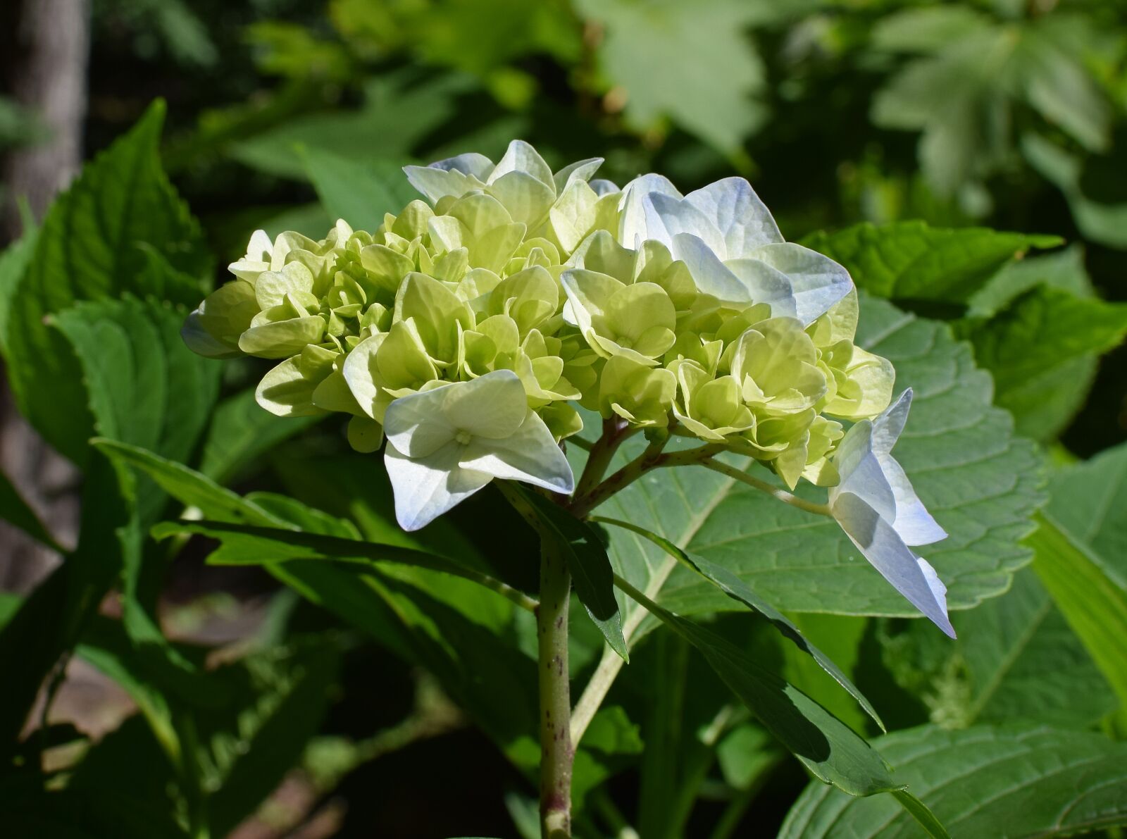 Nikon D3300 sample photo. Blue and yellow hydrangea photography
