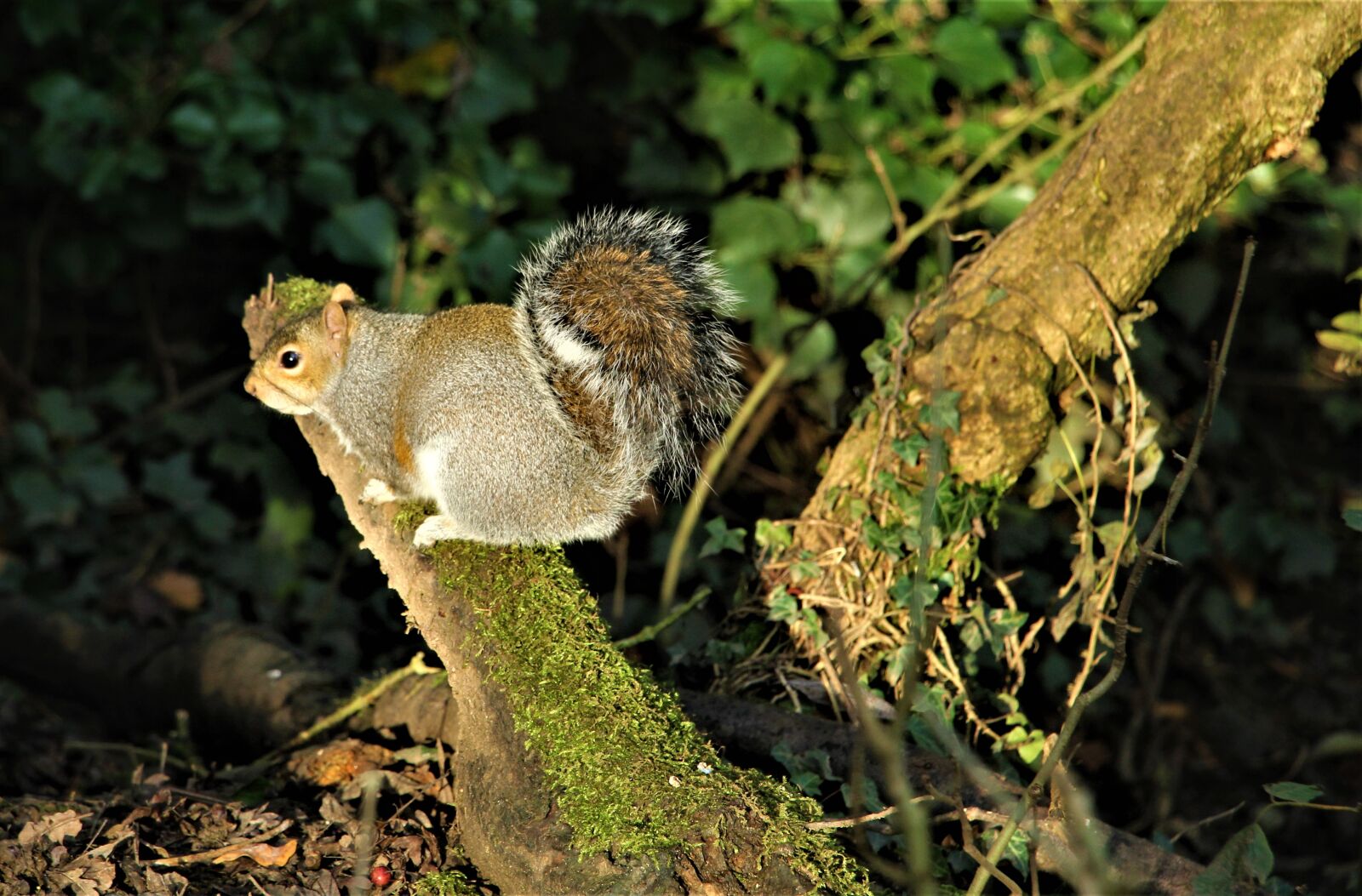 Canon EOS 4000D (EOS Rebel T100 / EOS 3000D) sample photo. Grey squirrel, animal, wildlife photography