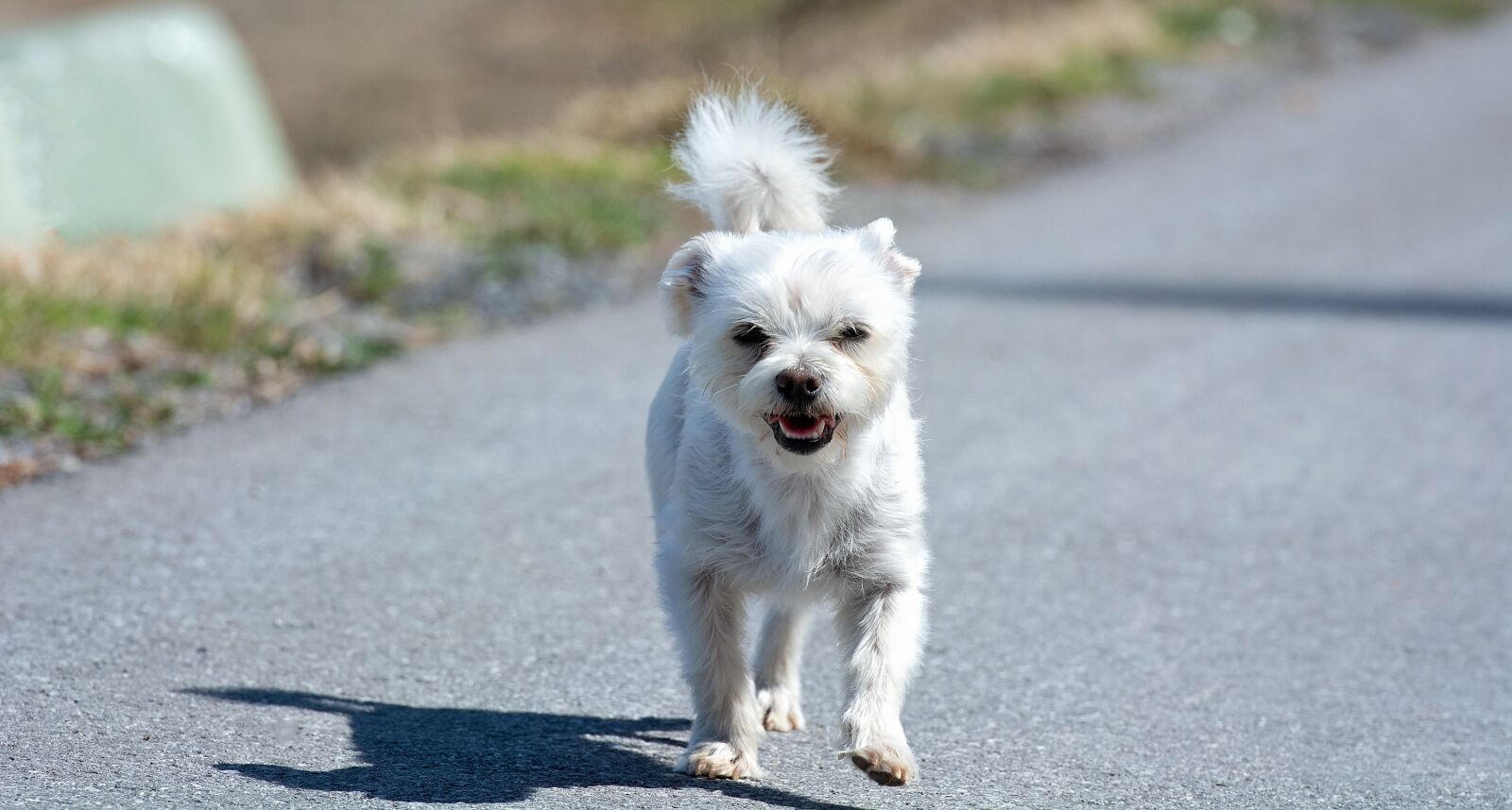 Nikon D7100 sample photo. Dog, white, small photography
