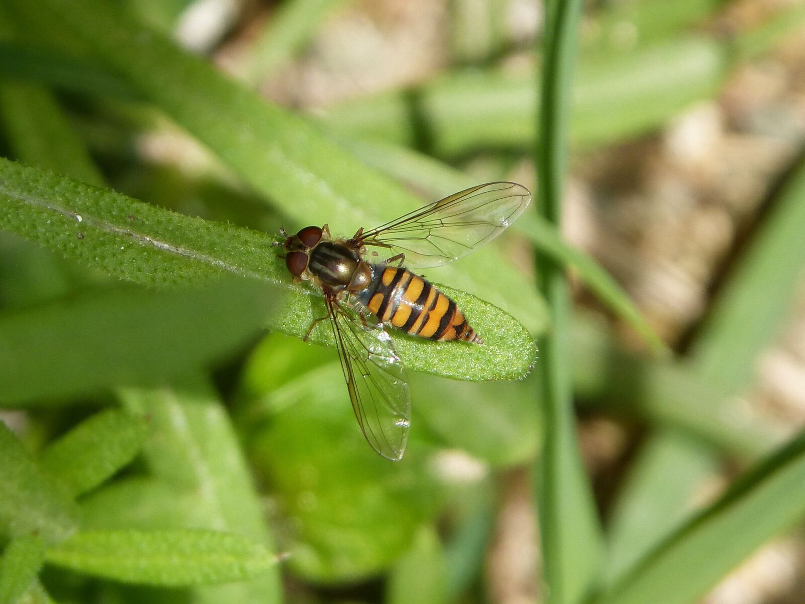 Panasonic DMC-FZ62 sample photo. Hoverfly, false bee, insect photography