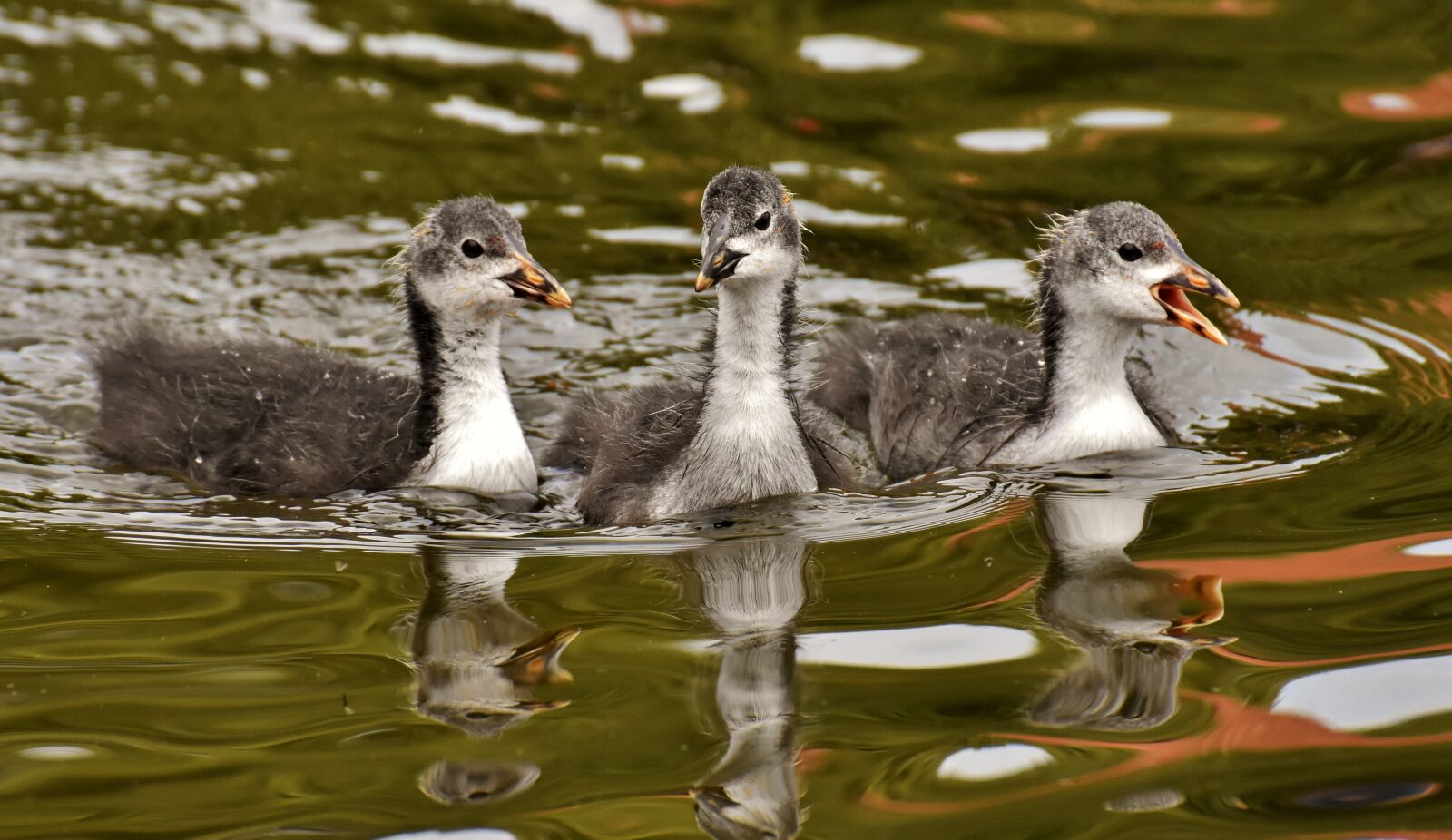 Nikon D7200 sample photo. Coots, chicks, waters photography