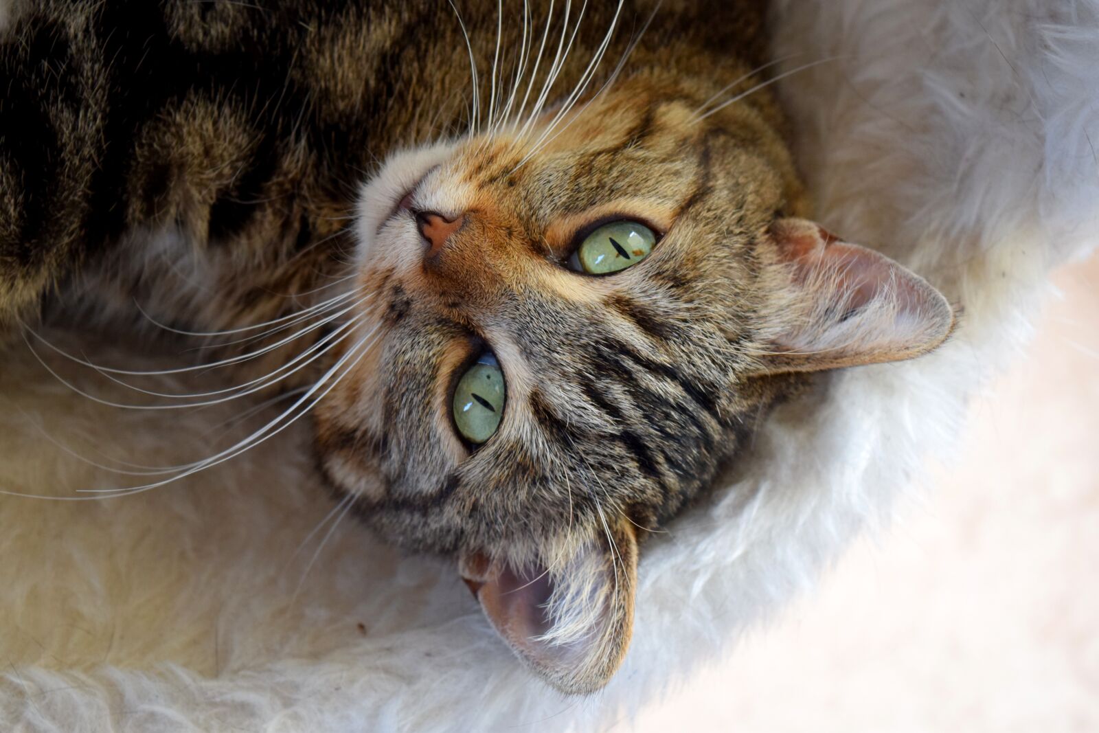 Nikon D5300 sample photo. Cat, sweetness, animal photography