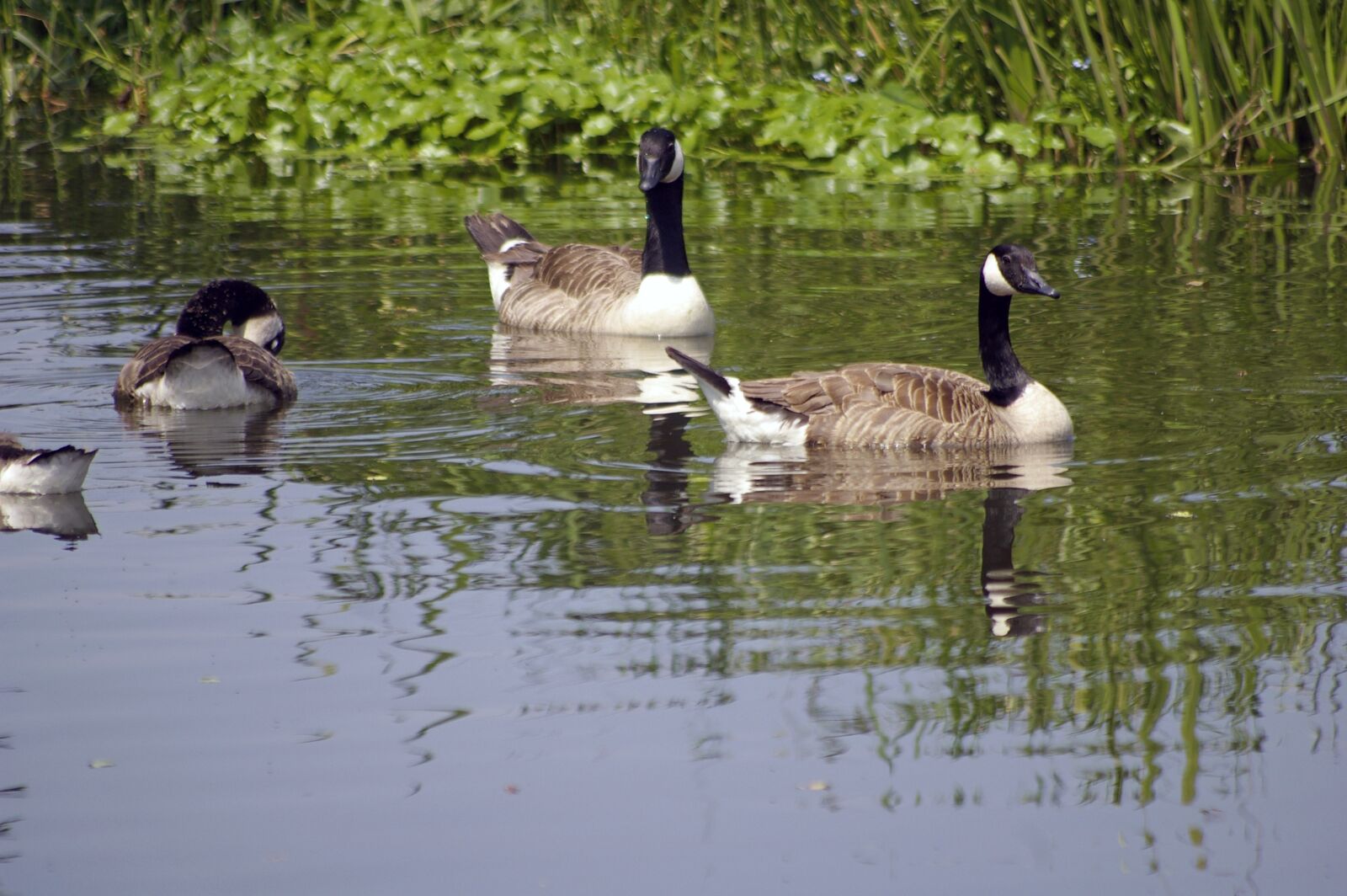 Pentax K100D Super sample photo. Canada goose, birds, river photography