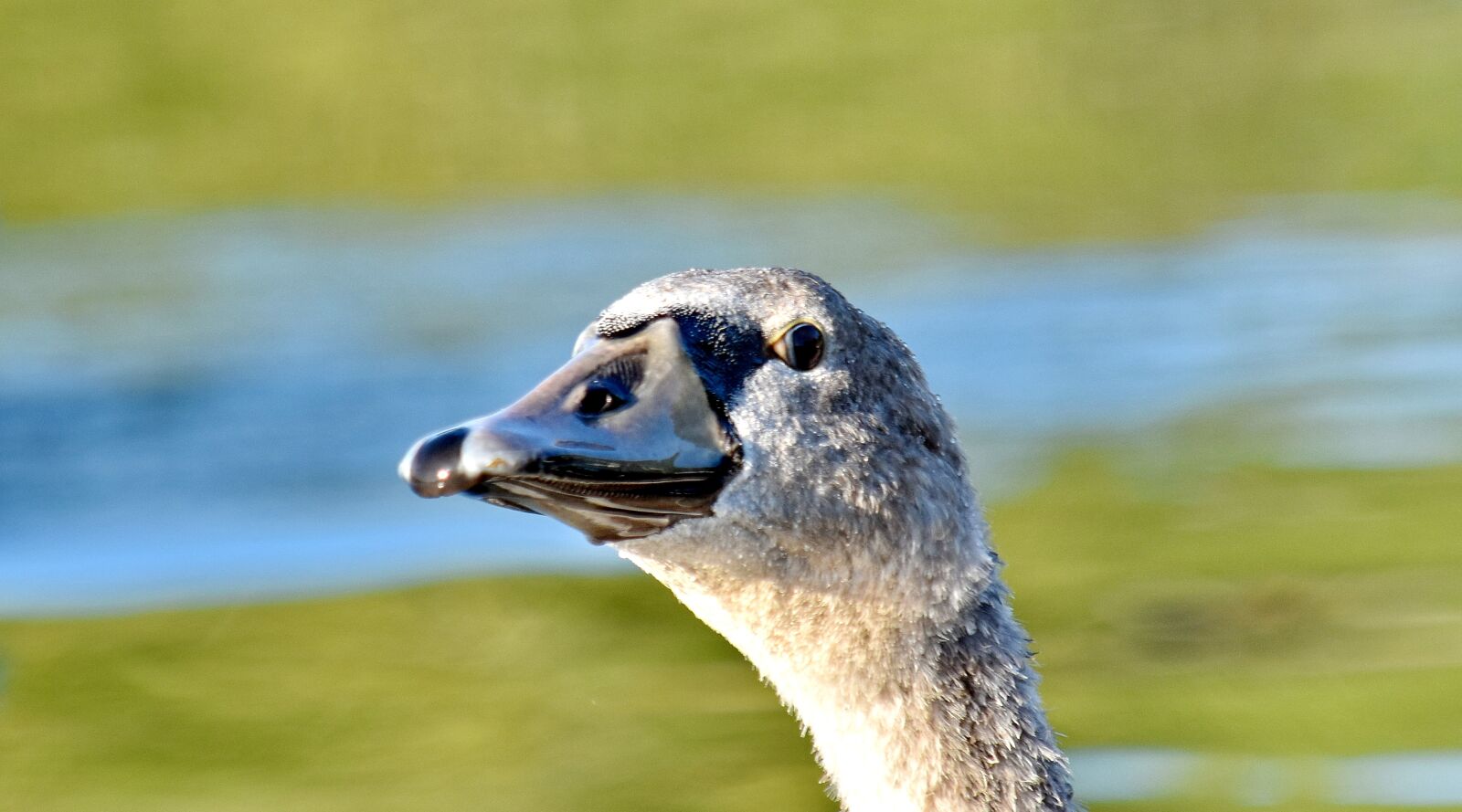 Nikon D5500 sample photo. Beak, close-up, detail, head photography