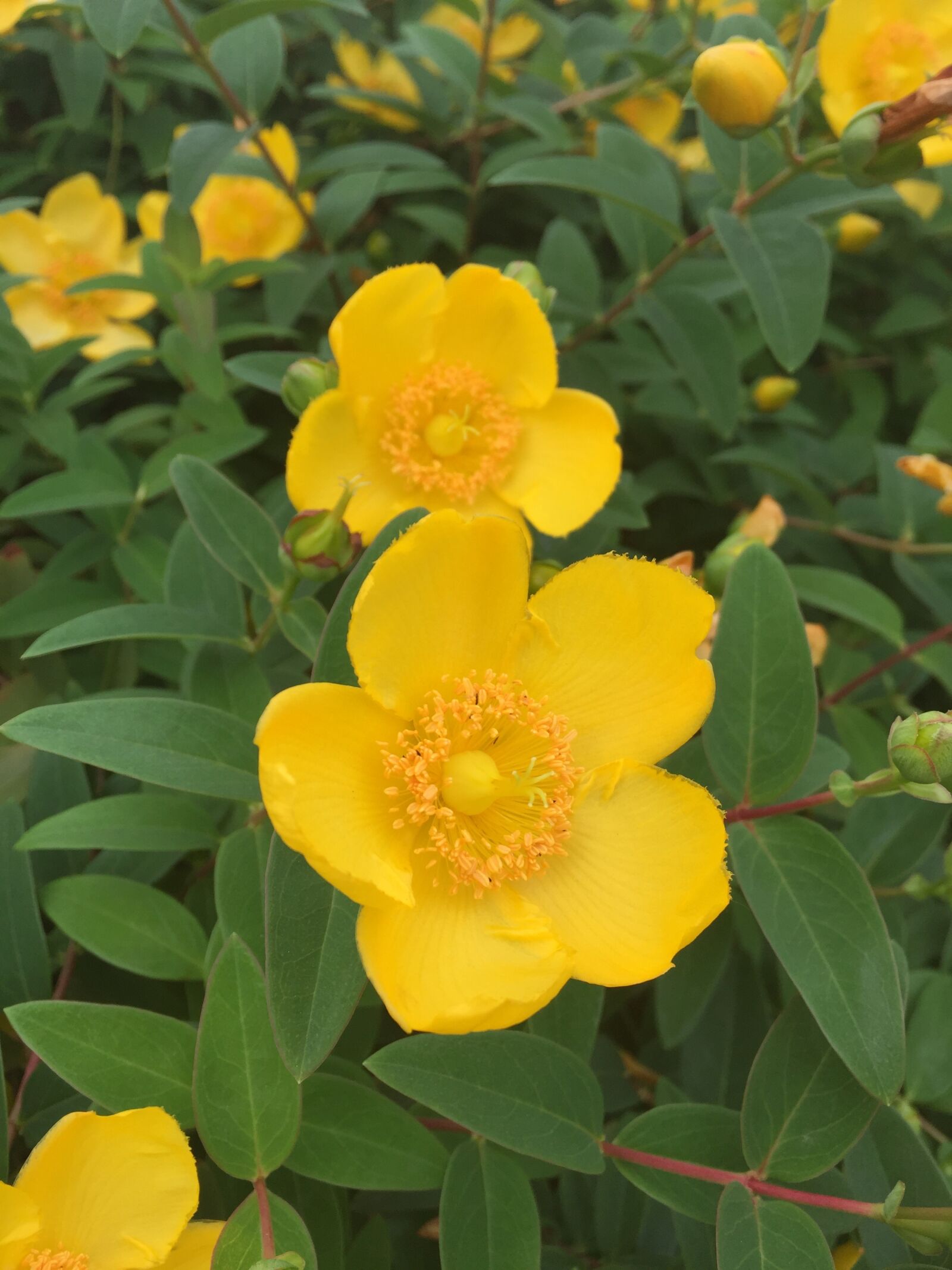 Apple iPhone 6 sample photo. 金糸梅, flowers, was photography