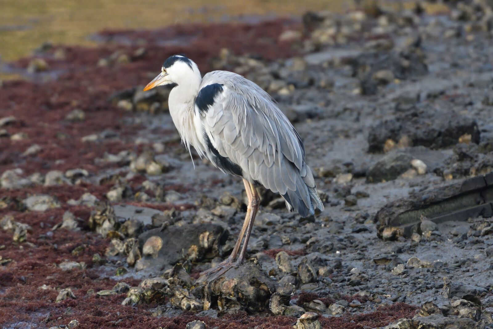 Nikon D500 sample photo. Bird, wild animals, animal photography