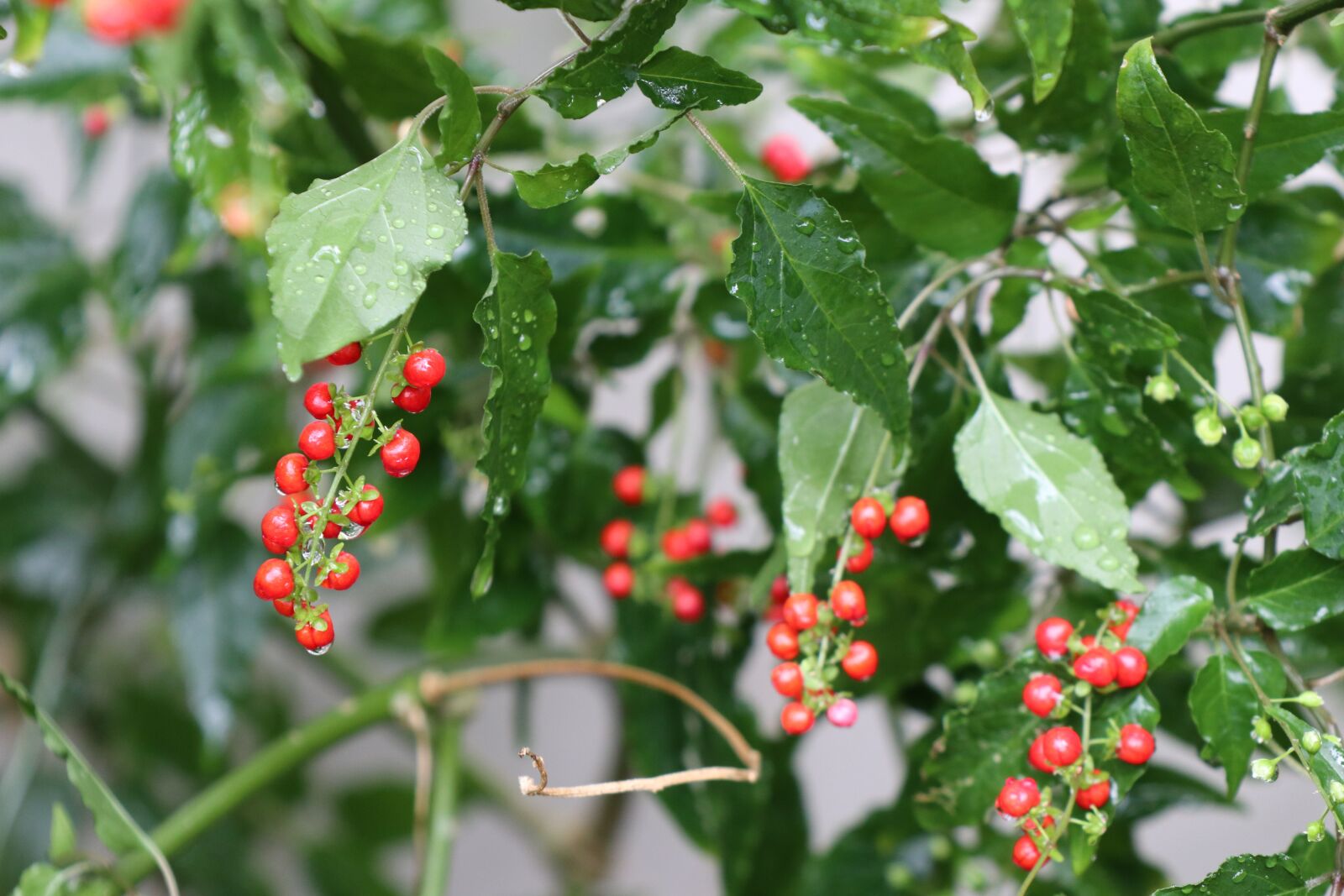 Canon EOS M6 sample photo. Tiny red pearl, forest photography