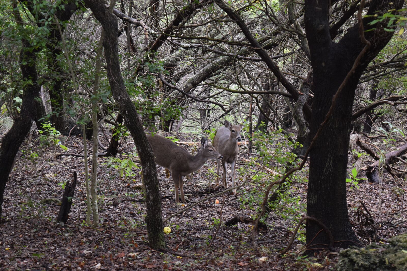 Nikon D3300 sample photo. Deer, trees, canyon photography