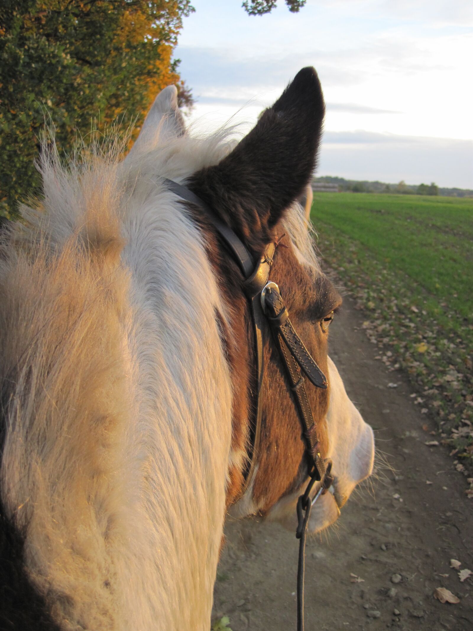 Canon PowerShot D10 sample photo. Horse, pony, pinto photography