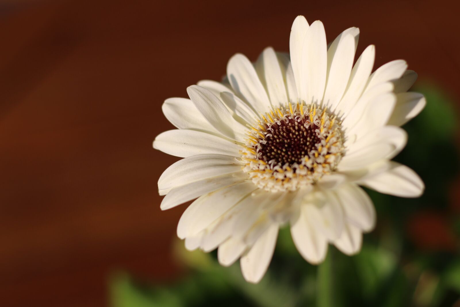 Canon EOS 700D (EOS Rebel T5i / EOS Kiss X7i) sample photo. Gerbera, white, flower photography