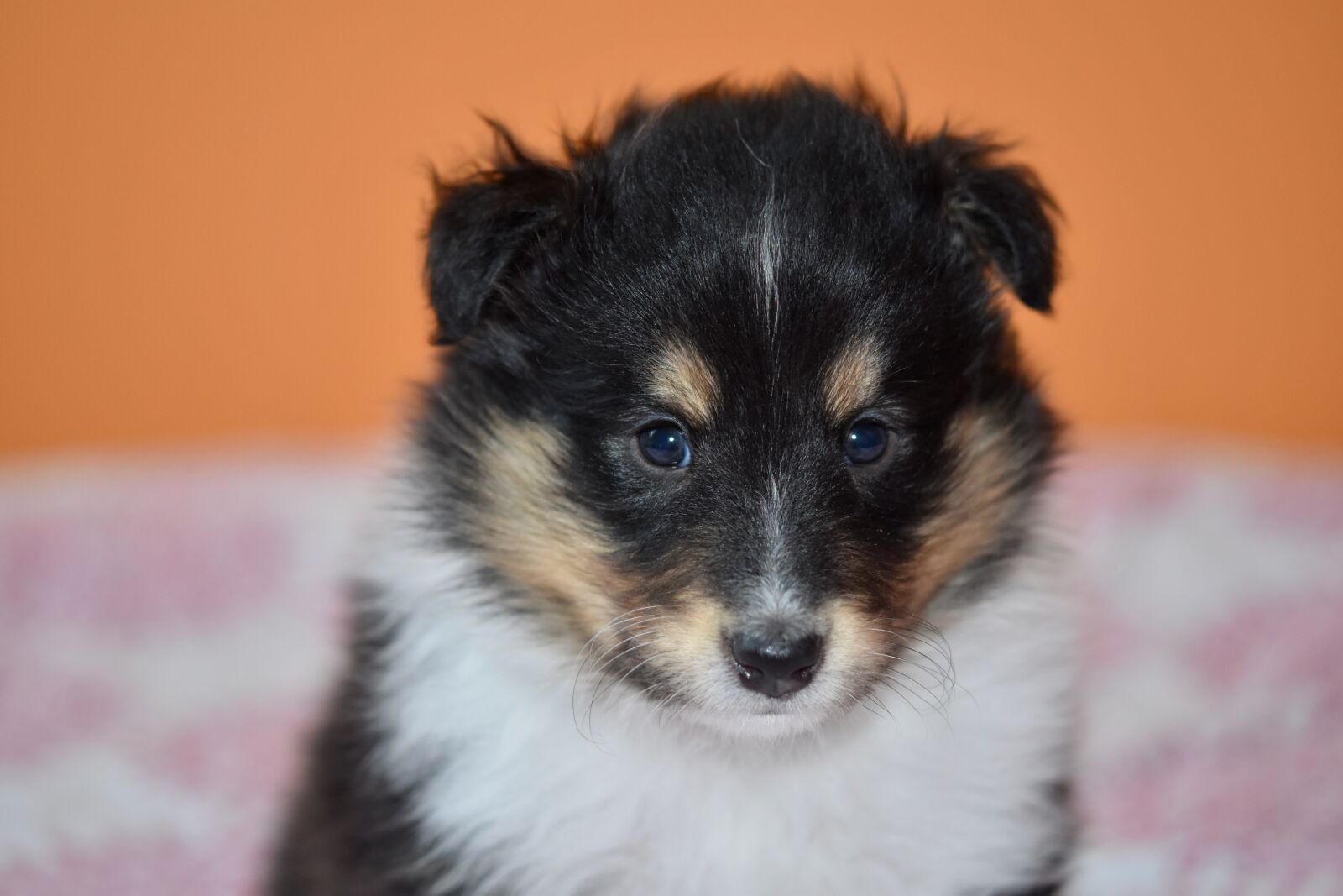 Nikon D5600 sample photo. Puppy, puppy shetland sheepdog photography
