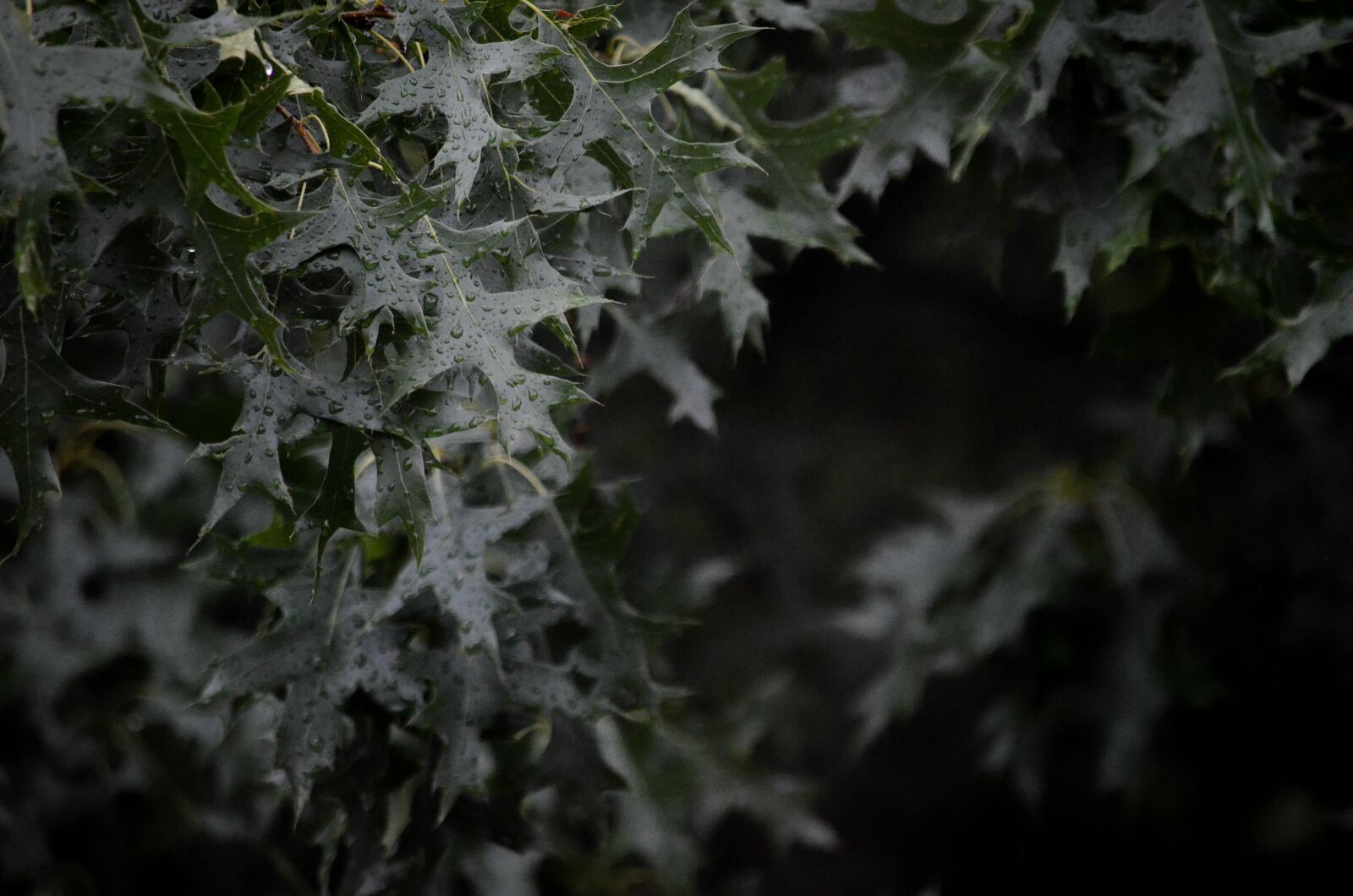 Nikon D5100 sample photo. Tree, raindrop, leaf photography