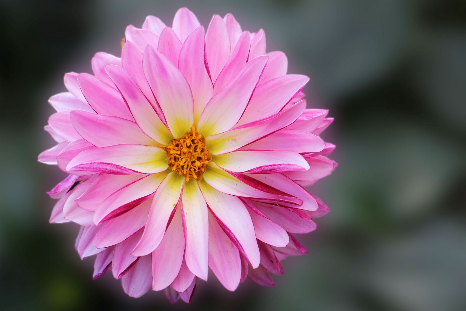 Canon EF-S 55-250mm F4-5.6 IS II sample photo. Dahlia, blossom, bloom photography