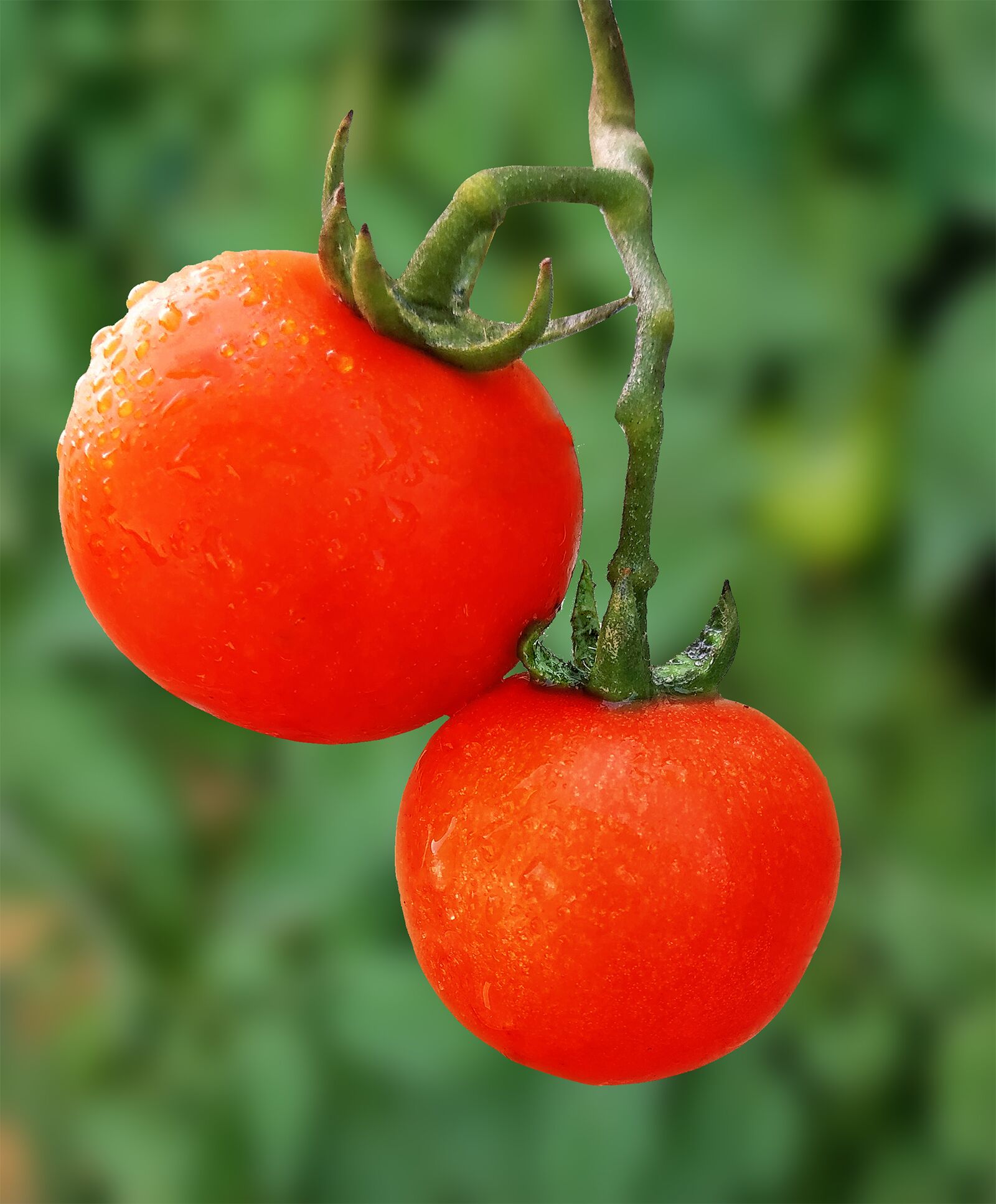 Xiaomi Redmi Note 6 Pro sample photo. Tomato, veggies, health photography