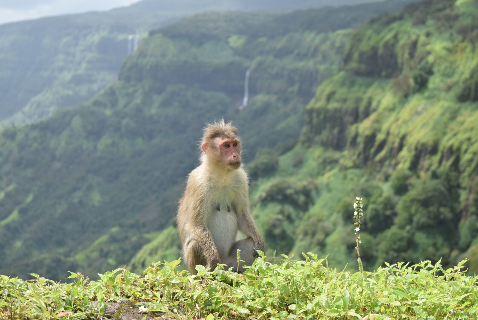 Nikon D5300 sample photo. Animal, monkey, wild photography