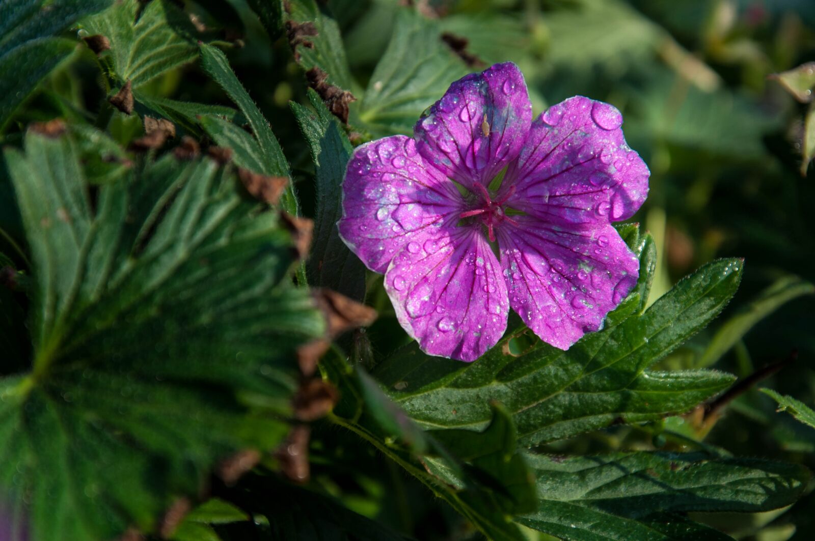Nikon D90 sample photo. Flower, plant, nature photography