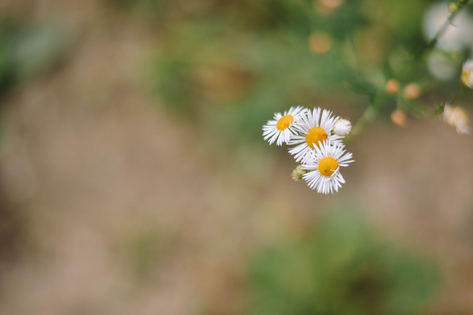 Nikon D3100 sample photo. Daisy, bokeh, nature photography