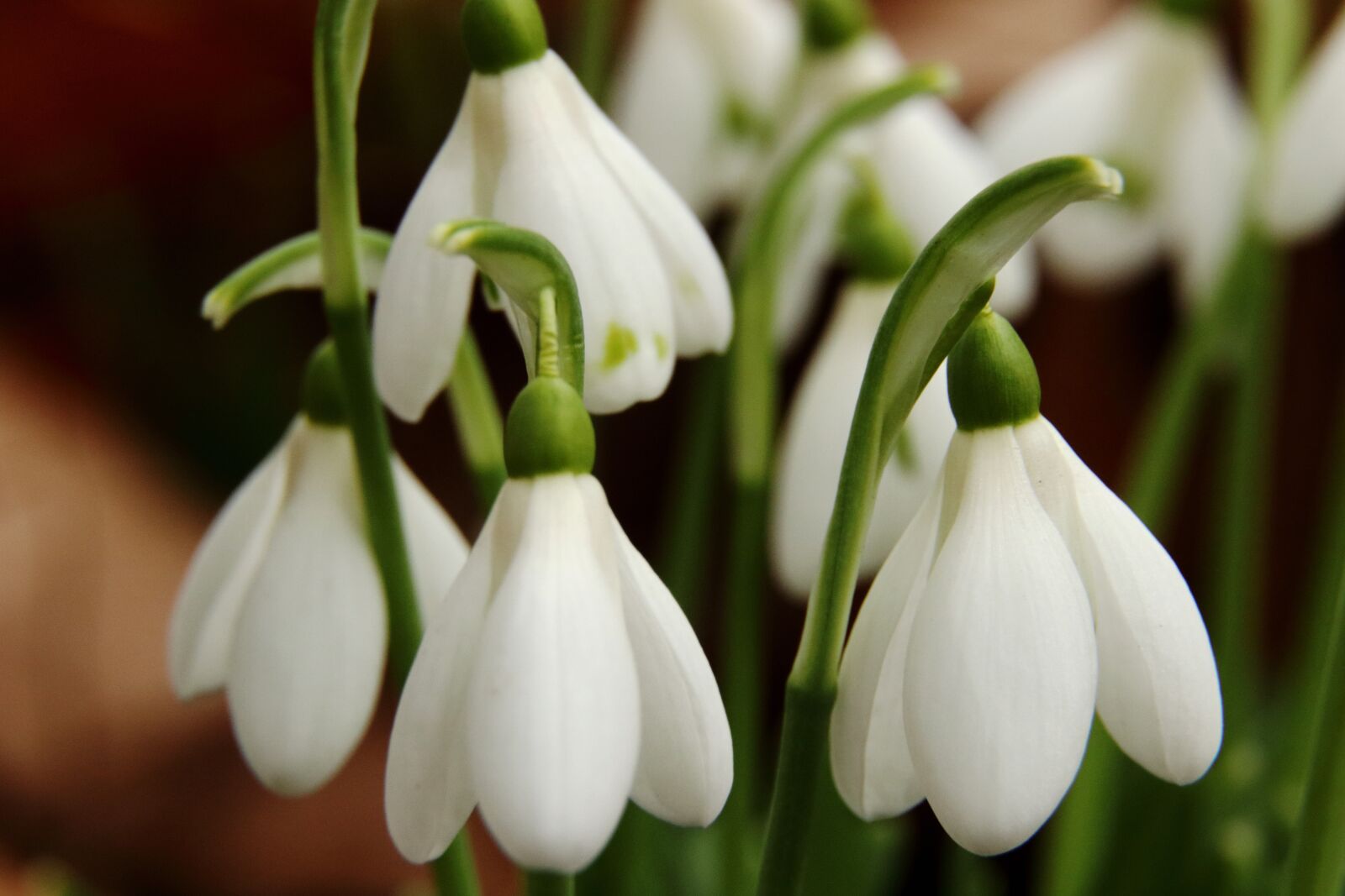 Canon EOS 80D sample photo. Snowdrop, flowers, spring photography