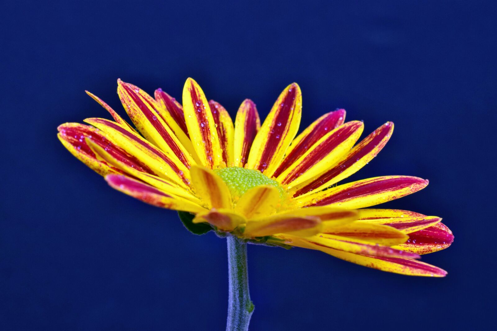 Nikon D3300 sample photo. Margarite, colorful, summer photography