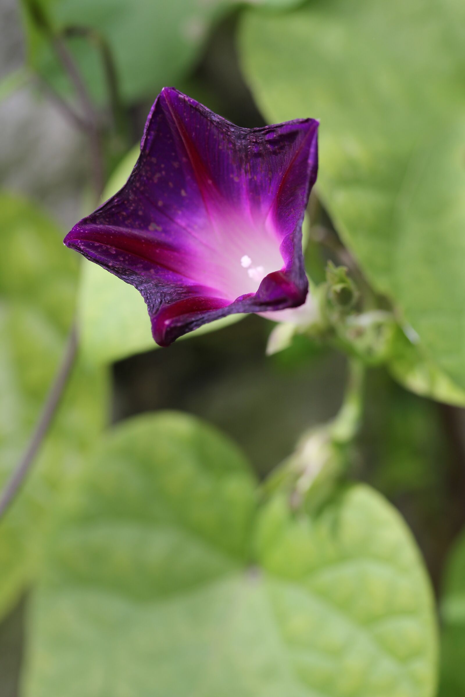 Canon EOS 60D + Canon EF-S 60mm F2.8 Macro USM sample photo. Flower, purple, flora photography