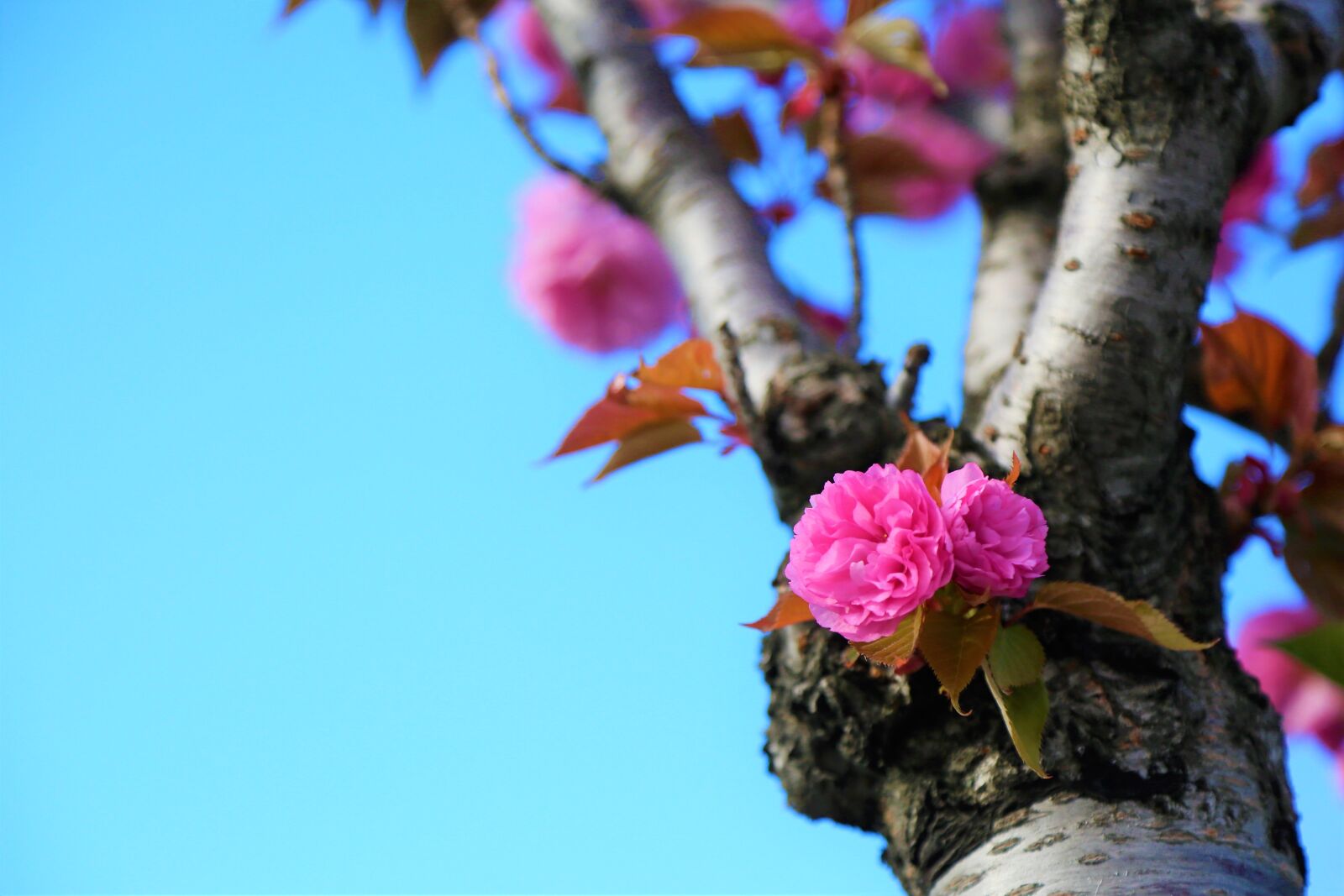 Canon EOS 5D Mark III sample photo. Flower, nature, spring photography