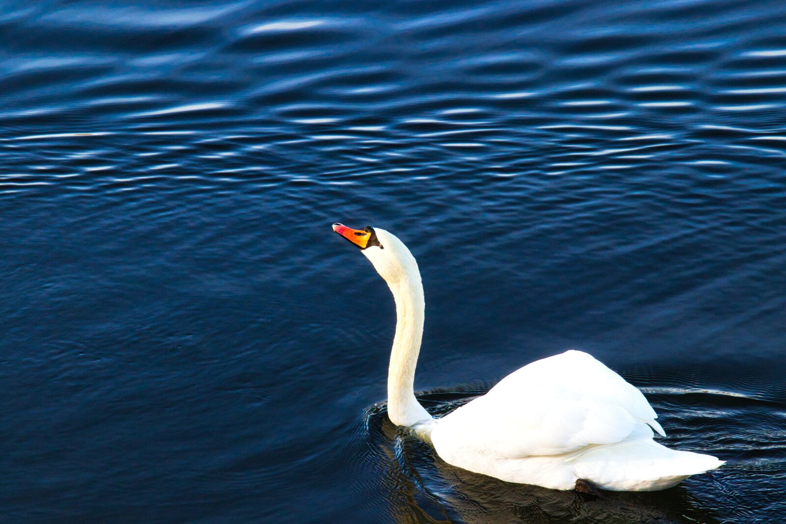 Canon EOS 200D (EOS Rebel SL2 / EOS Kiss X9) + Canon EF 70-200mm F4L IS USM sample photo. Swan, animal, water photography