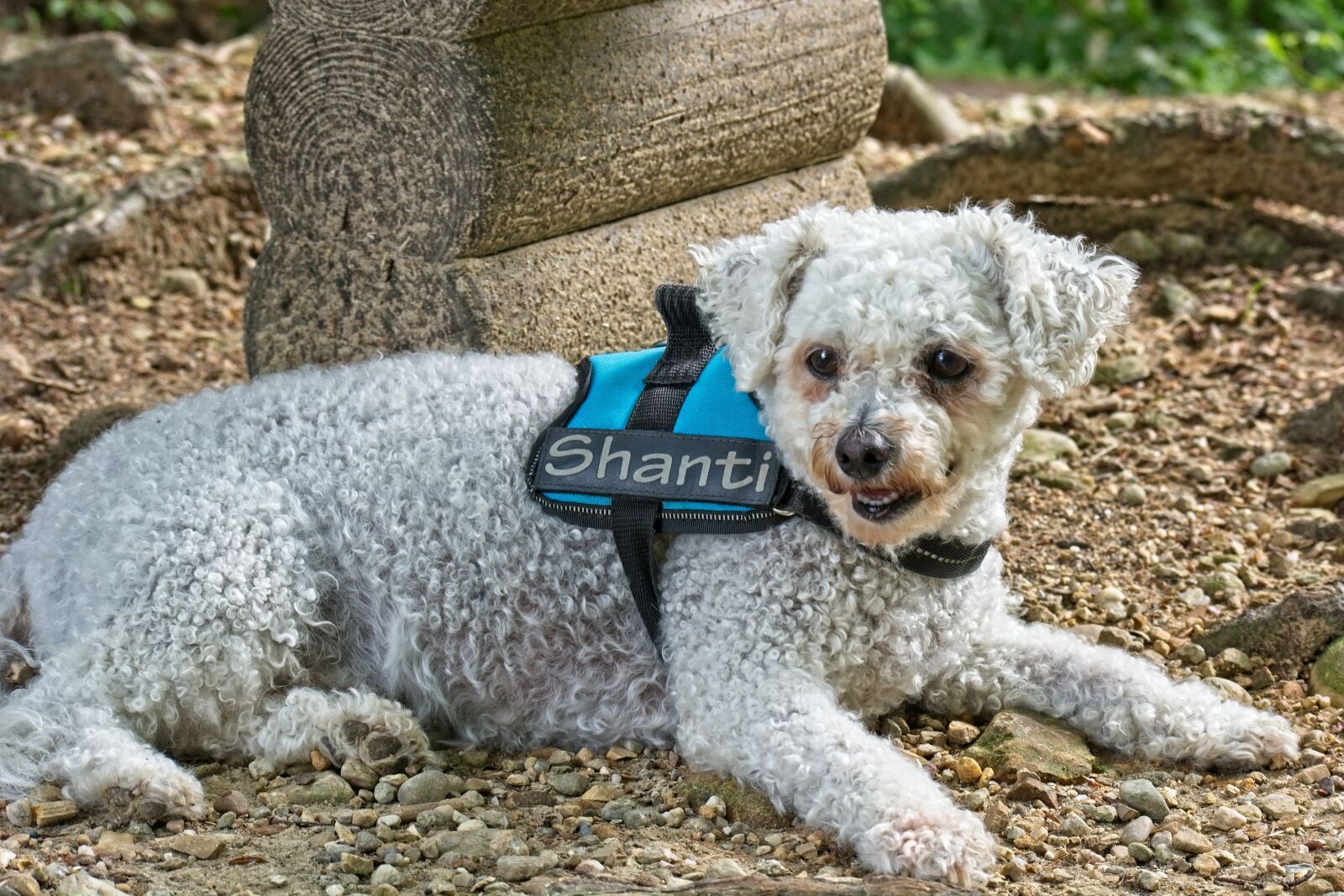 Nikon D7100 sample photo. Dog, bichon frise, animal photography
