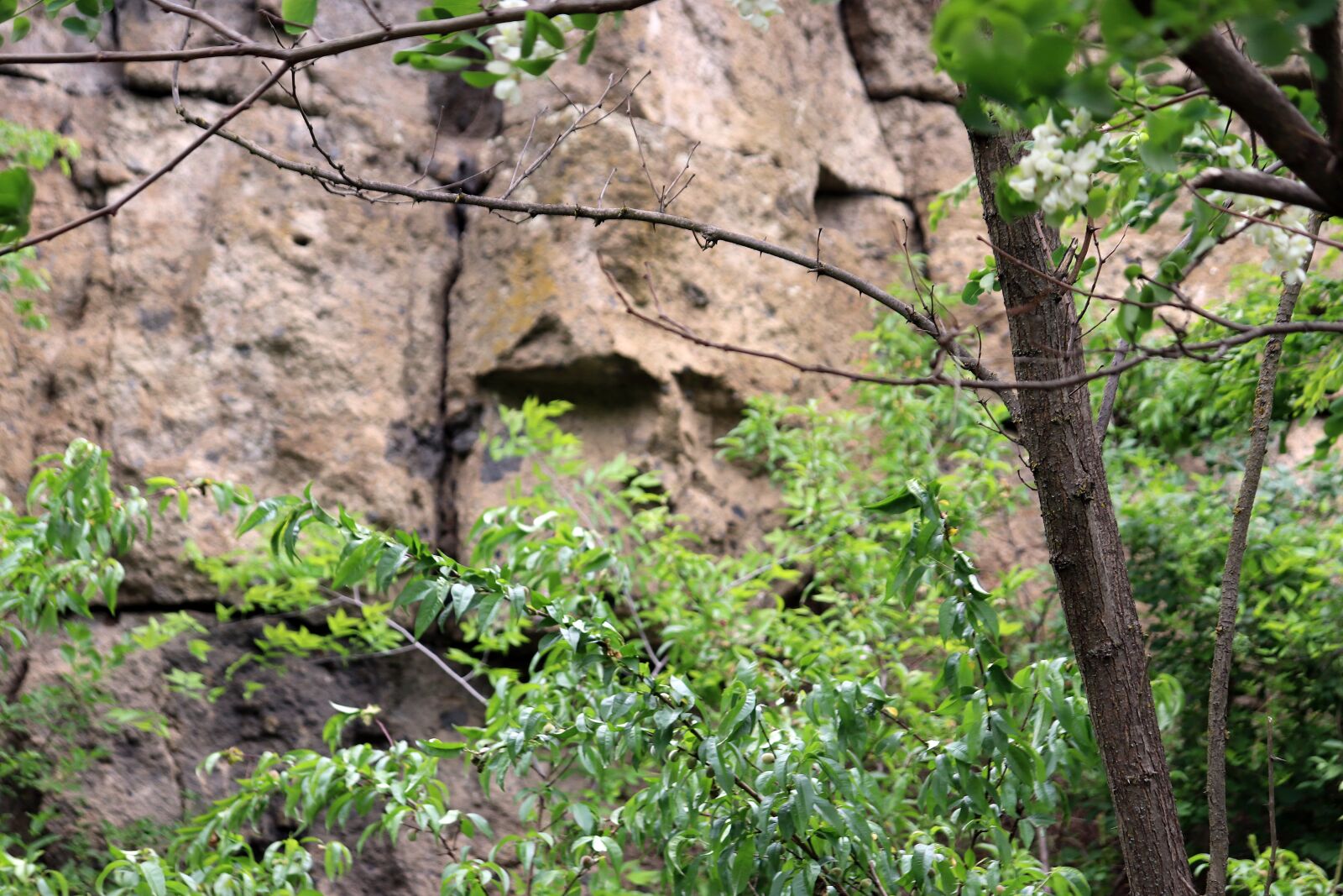 Canon EOS 200D (EOS Rebel SL2 / EOS Kiss X9) sample photo. Stone, face, stone face photography