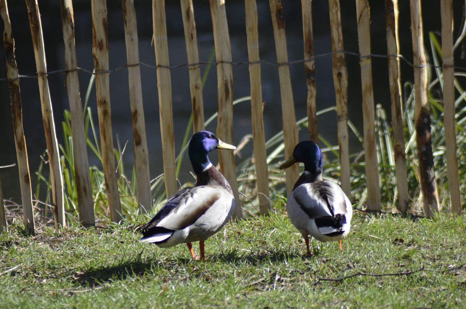 Nikon D7000 sample photo. Ducks, animals, duck photography