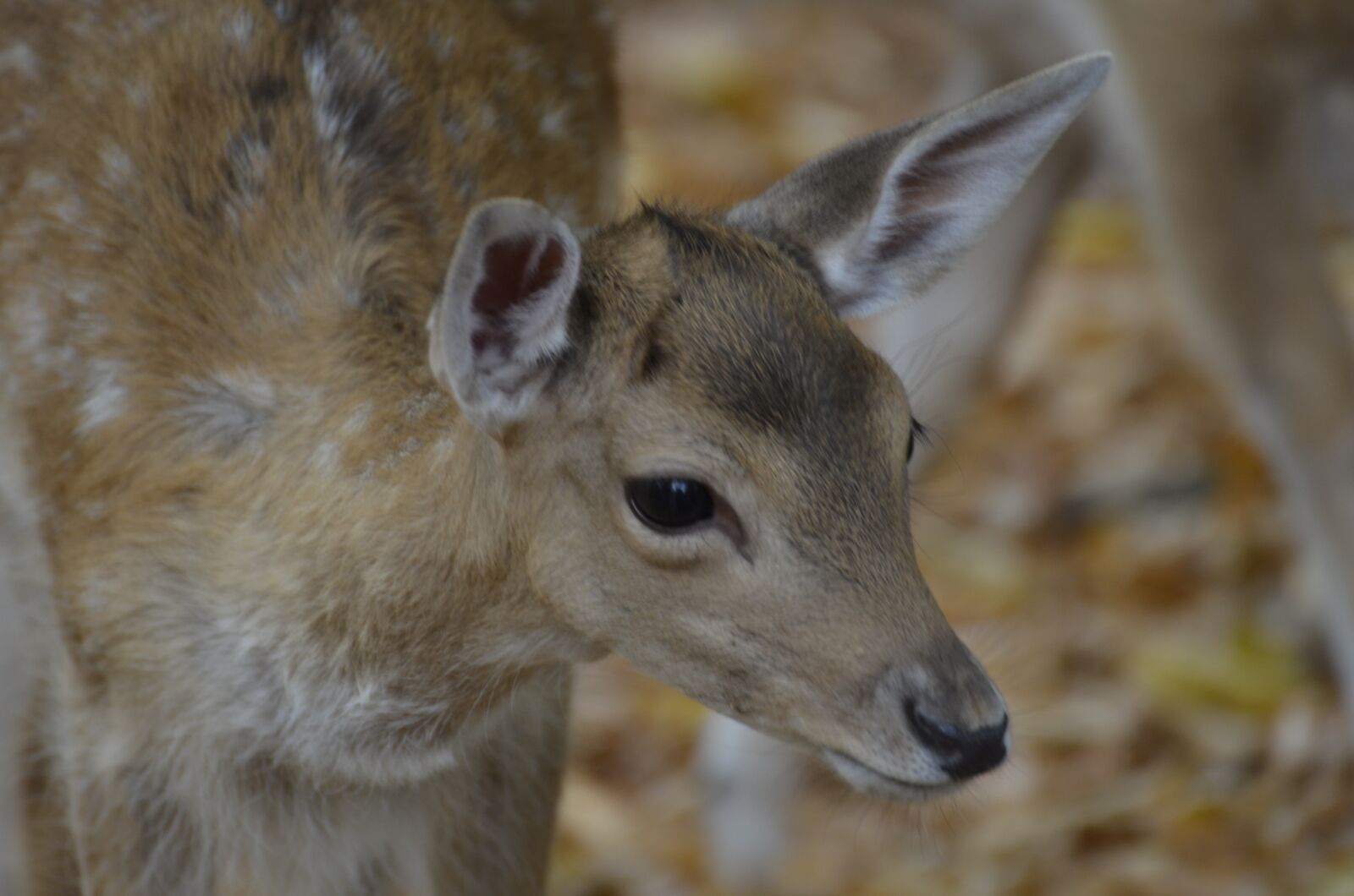 Nikon D5100 sample photo. Damm wild, roe deer photography