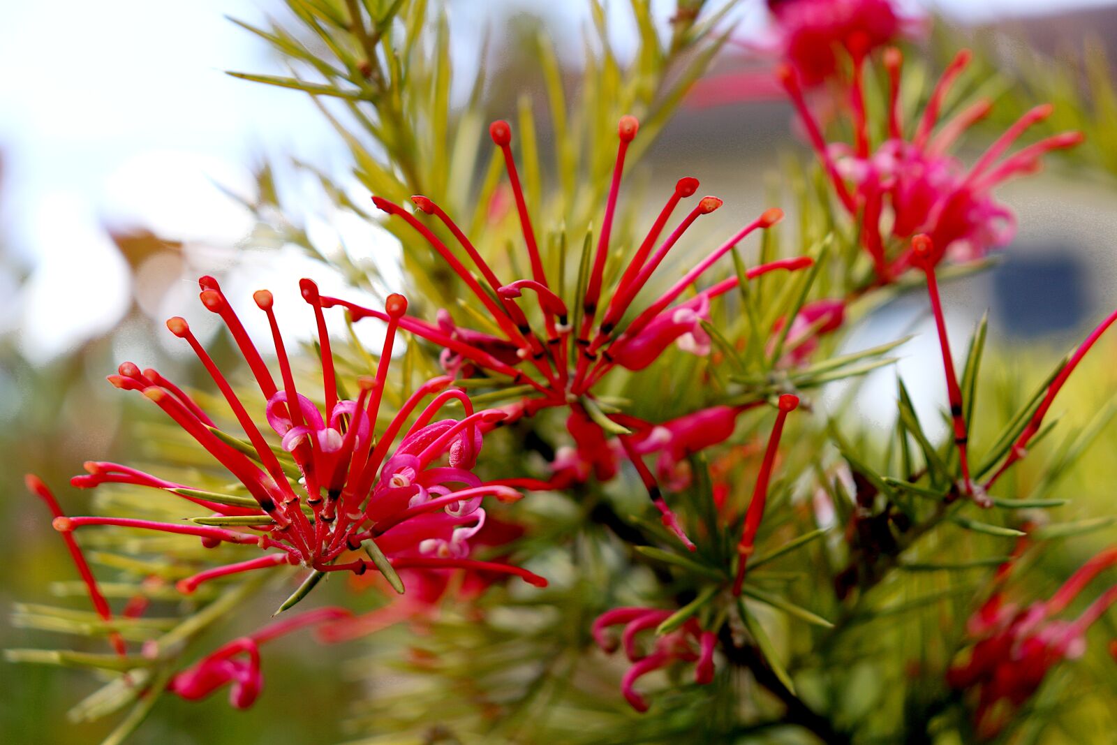 Canon EOS 800D (EOS Rebel T7i / EOS Kiss X9i) sample photo. Conifer, flowering, flowers photography