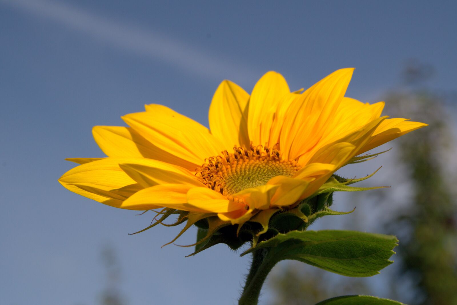 Pentax K-S2 sample photo. Sunflower, yellow, garden photography
