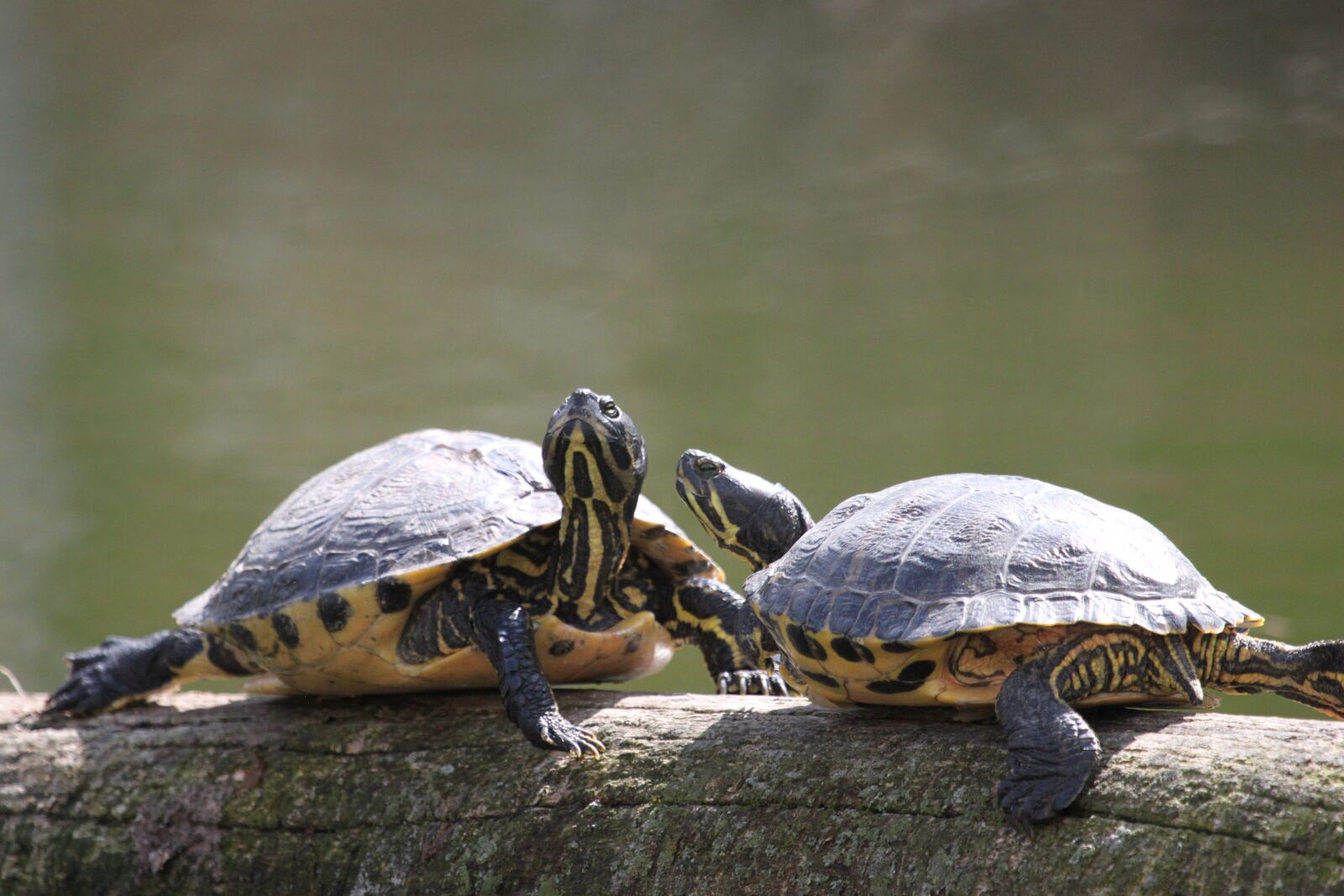 Canon EOS 500D (EOS Rebel T1i / EOS Kiss X3) sample photo. Turtles, water, animal photography